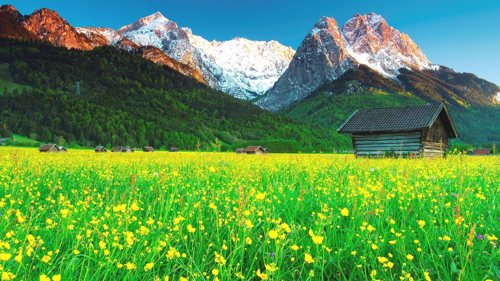 Color wallpaper: Blooms Flowers Garden Petals Beautiful