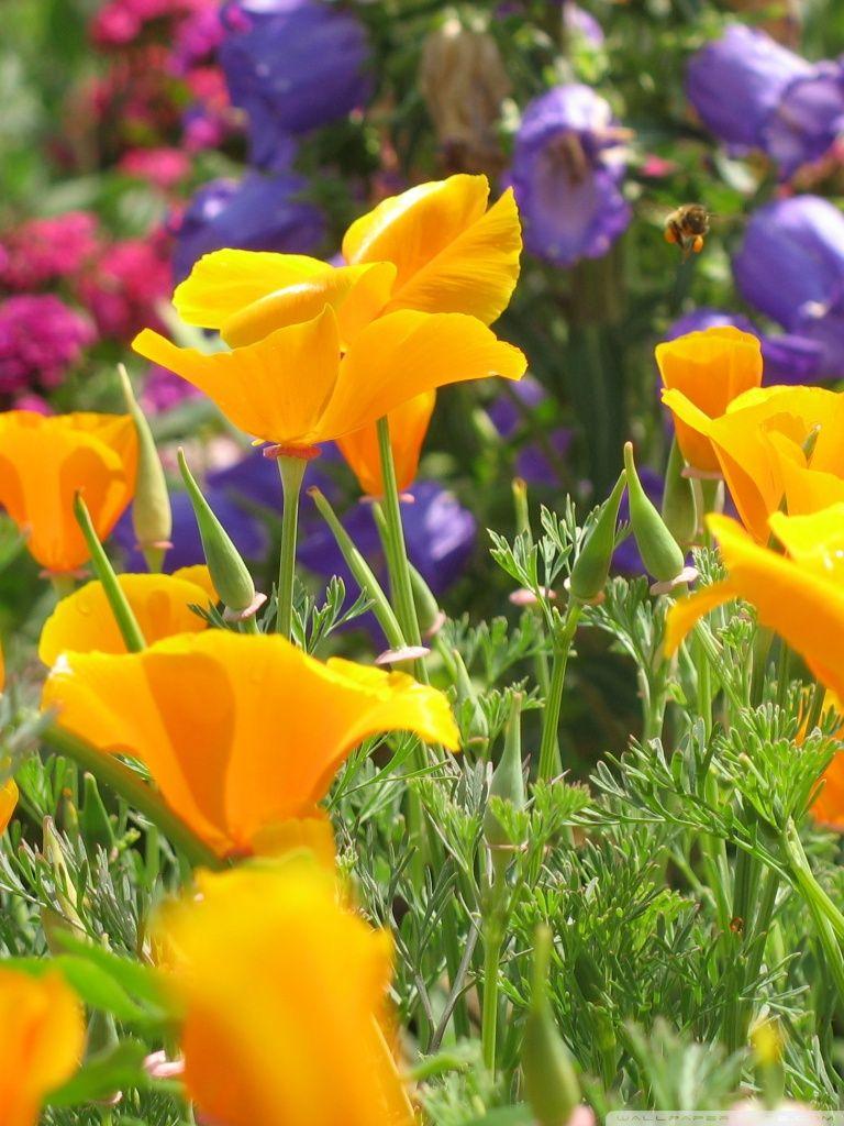 Flowers Garden ❤ 4K HD Desktop Wallpaper for 4K Ultra HD TV • Dual