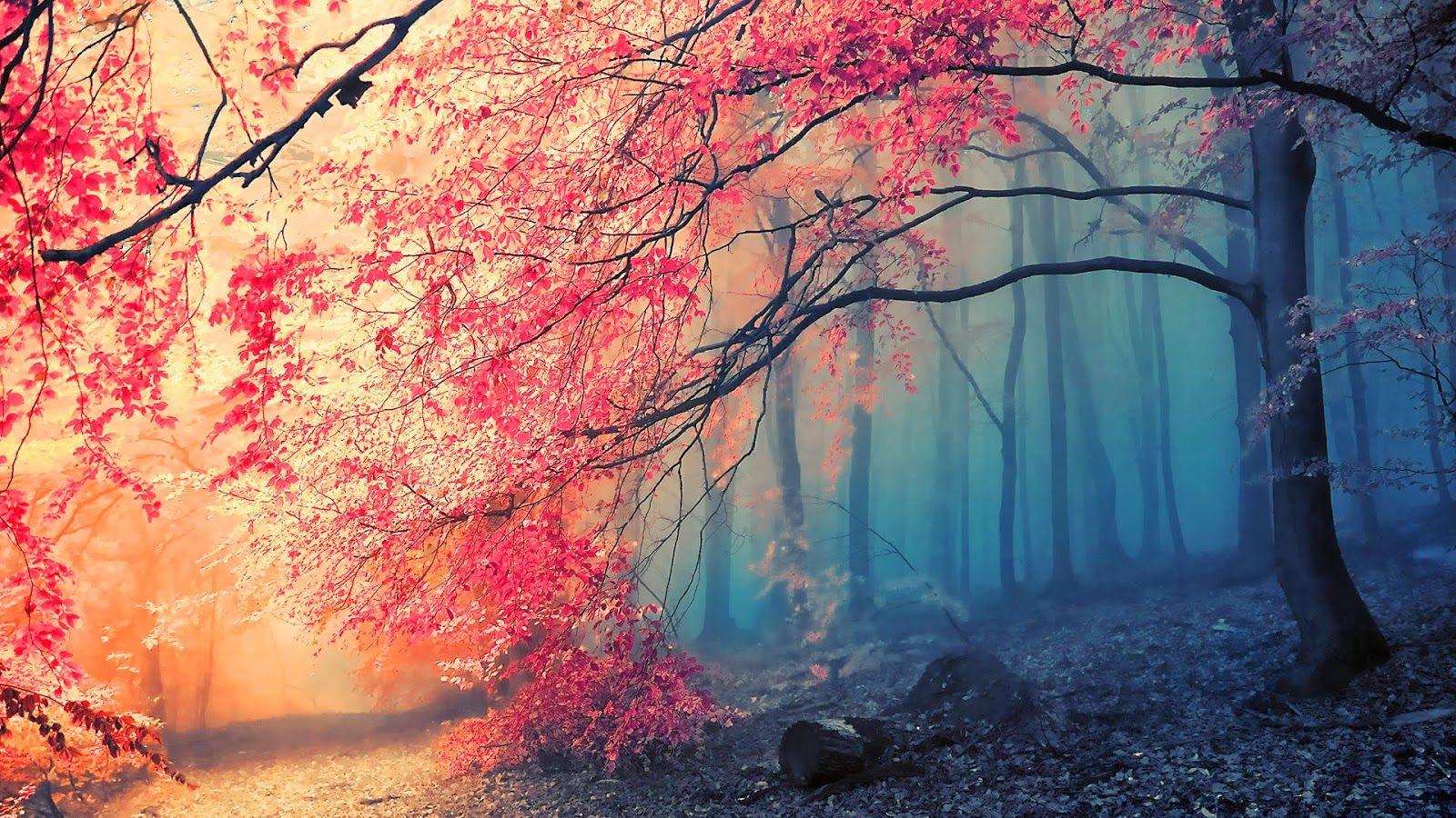 HD Wallpaper 1080p Nature autumn. Nice Pics Gallery
