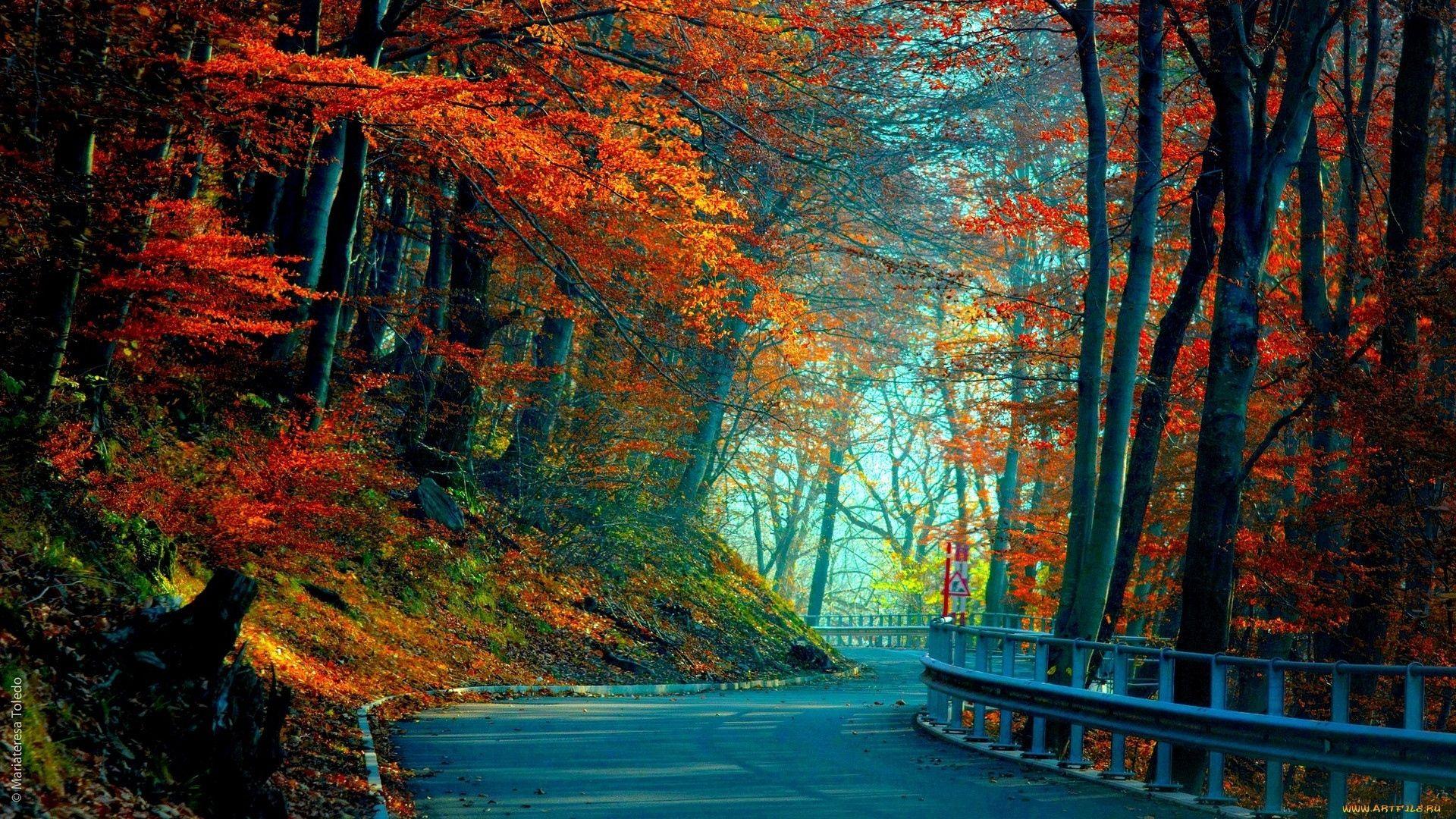 Full HD Wallpaper road autumn forest foliage, Desktop Background HD