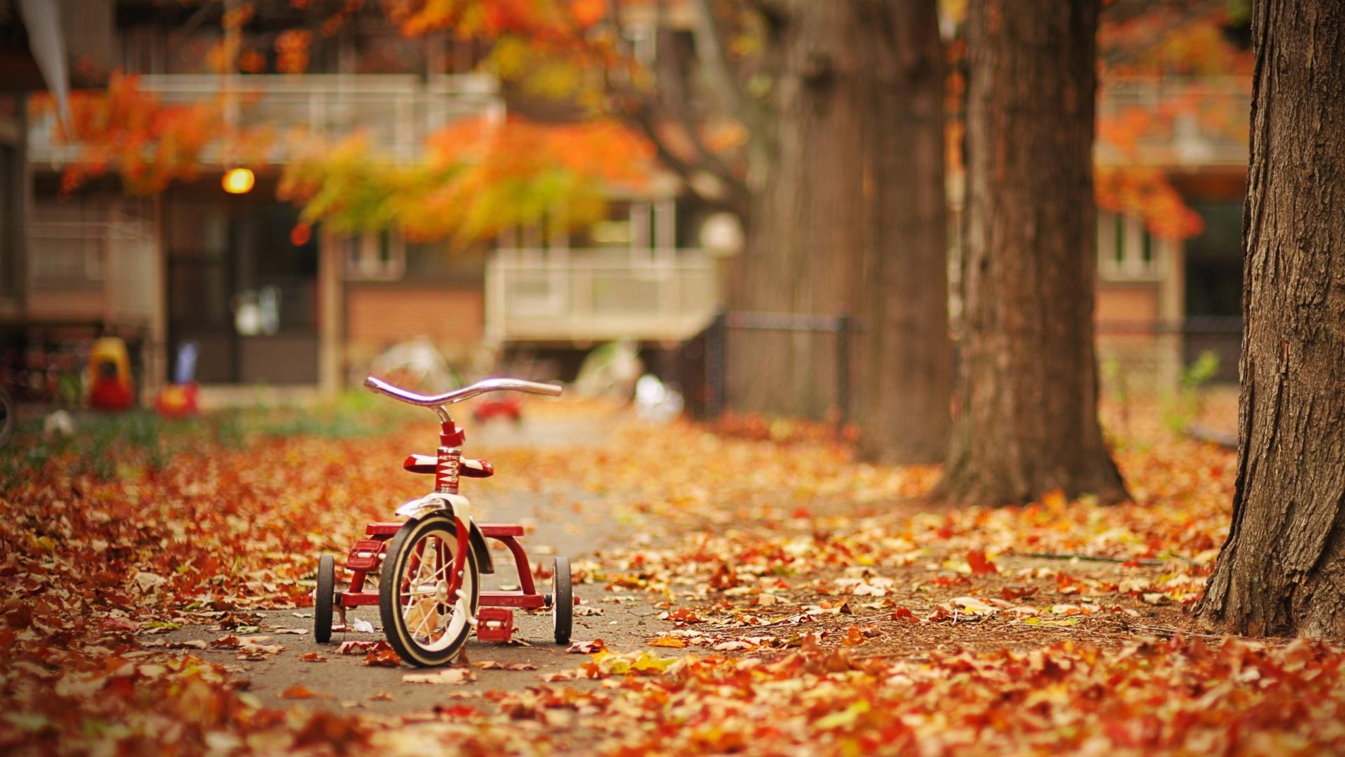 Free 1920x1080 Nature Autumn Leaves Tricycle Wallpaper Full HD