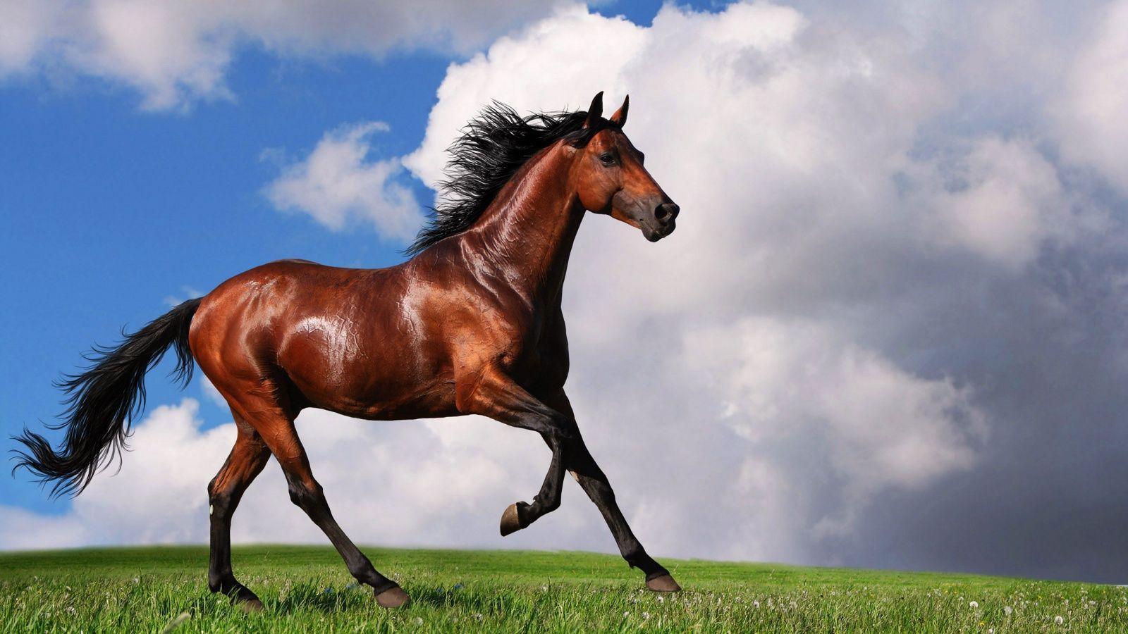 Nature wallpaper, pferde, Darkolivegreen, Gainsboro