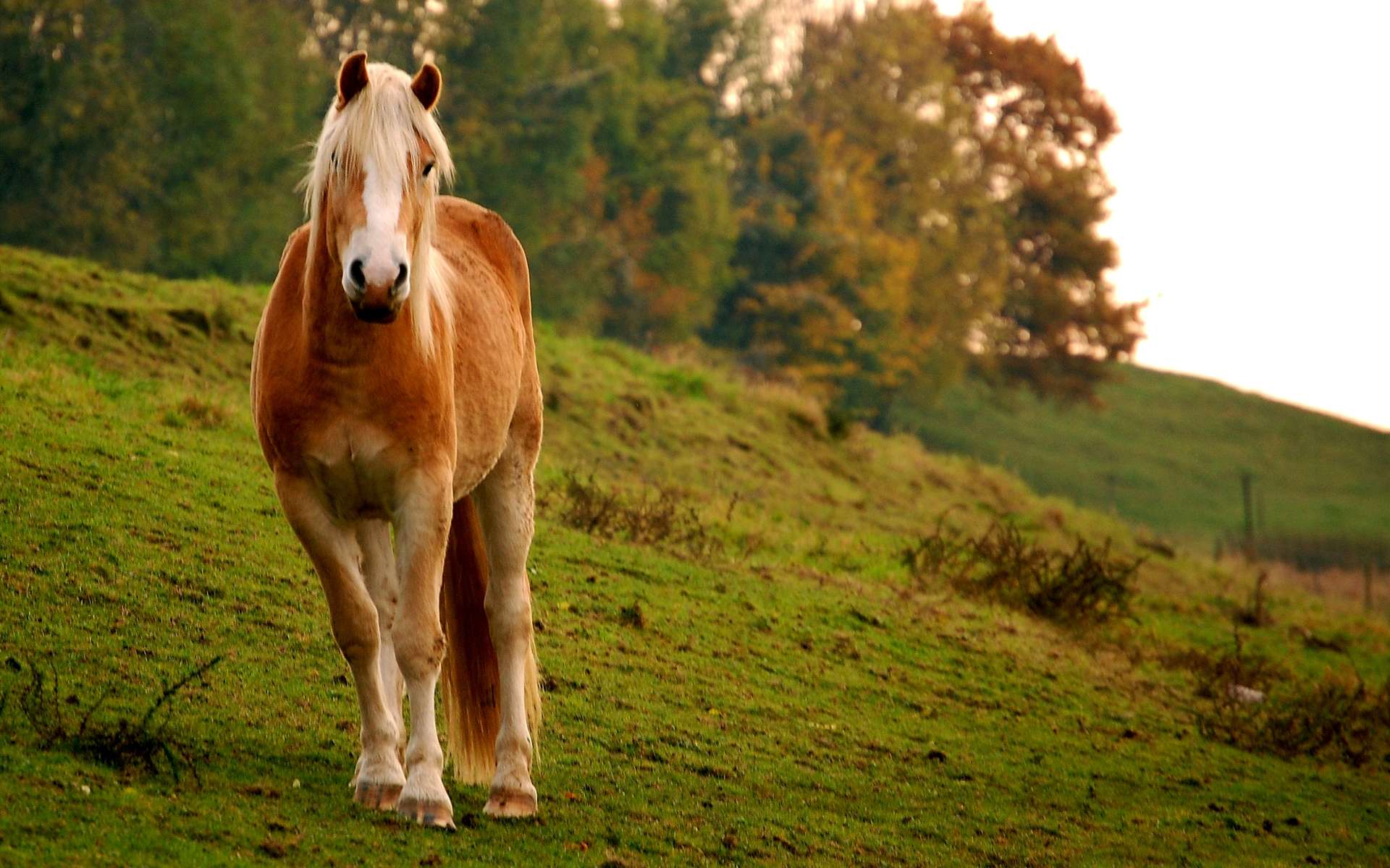 Hauspferd Full HD Wallpaper and Hintergrundx1200