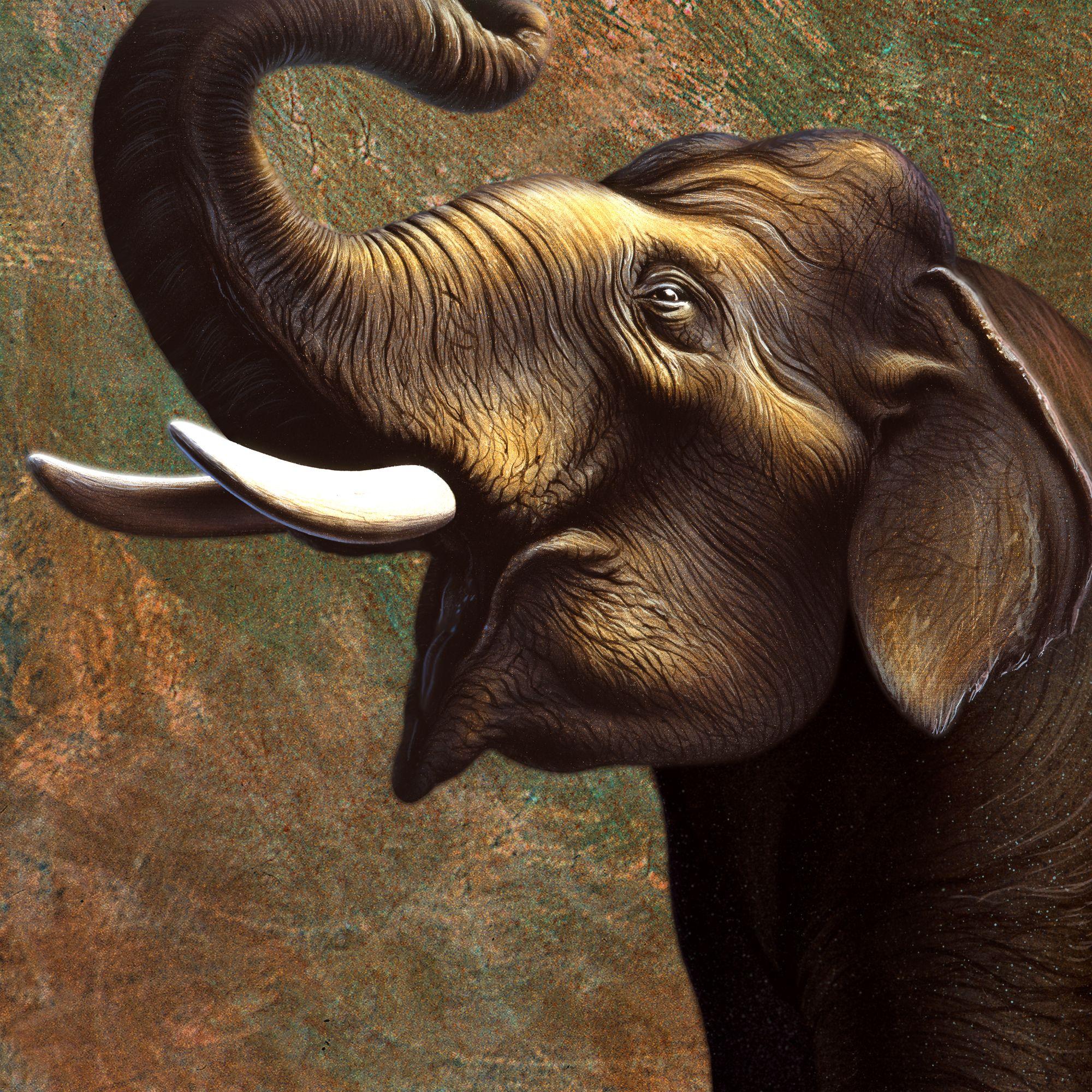 Indian Elephant Wall Mural & Indian Elephant Wallpaper