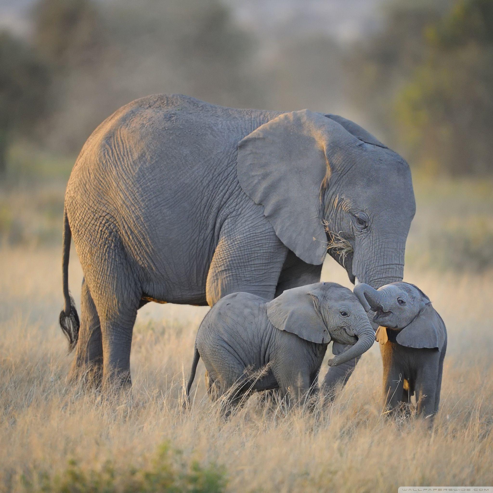 African Elephants Mother and Adorable Babies ❤ 4K HD Desktop