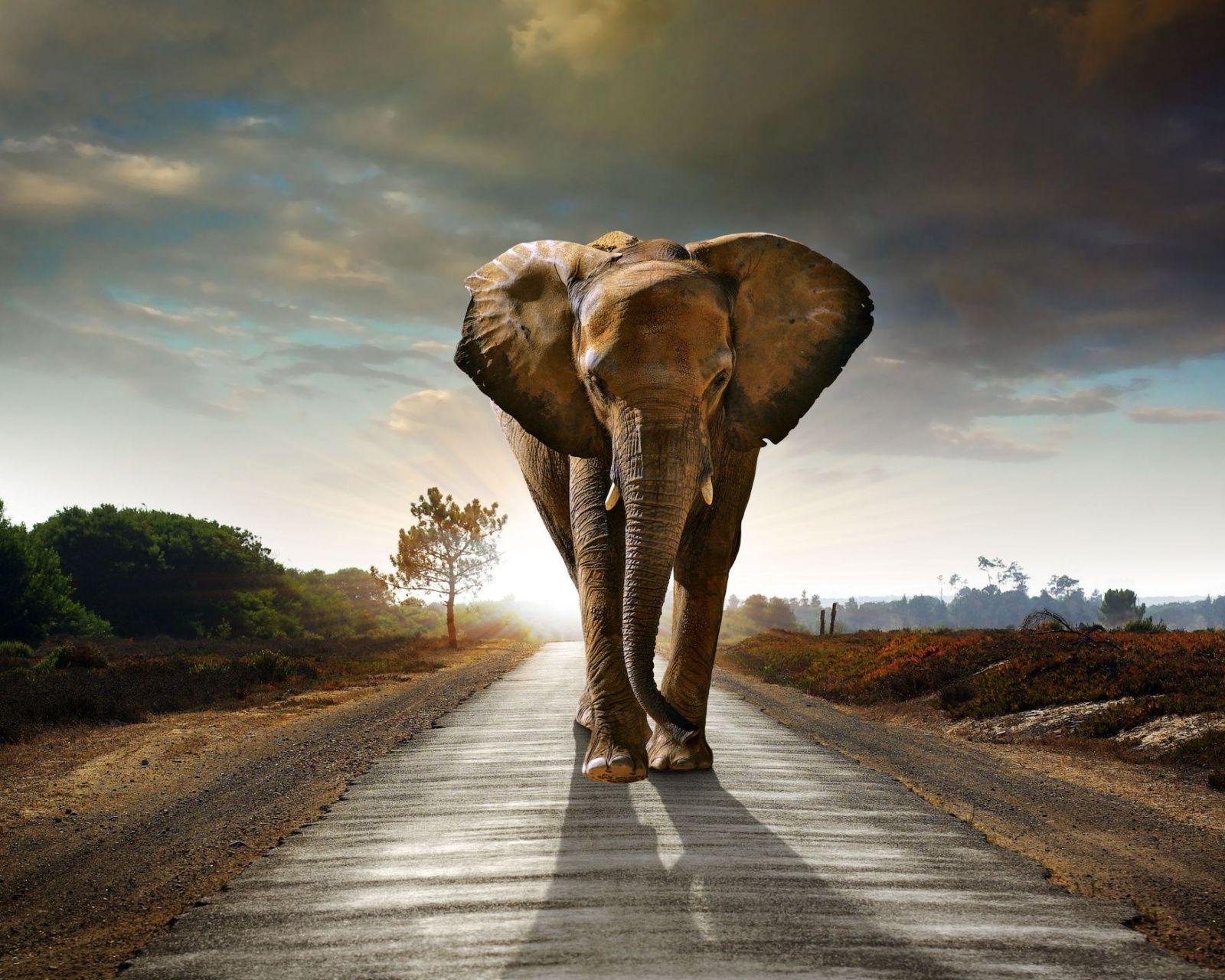 Elephant Roads Sunrise And Sunset Animals Nature Wallpaper - [1600x1280]