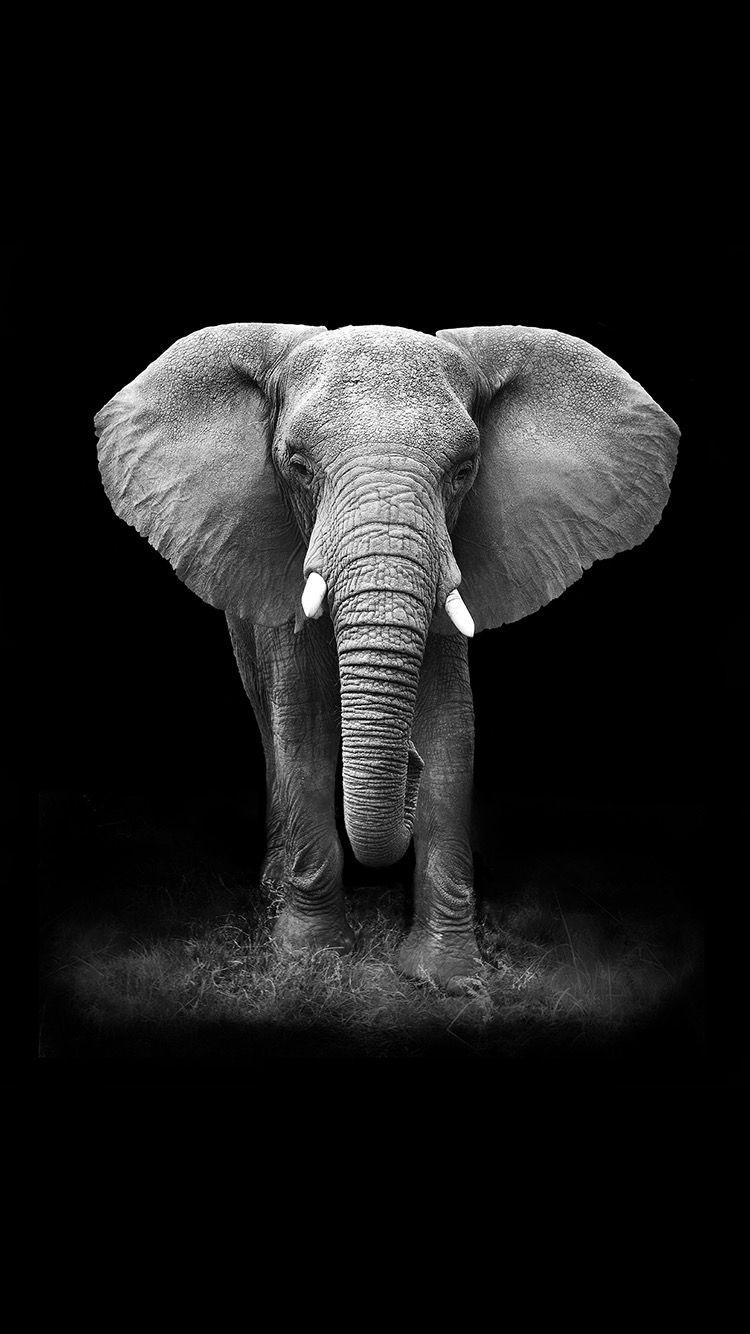 TAP AND GET FREE APP ⬆ An elephant on a black background