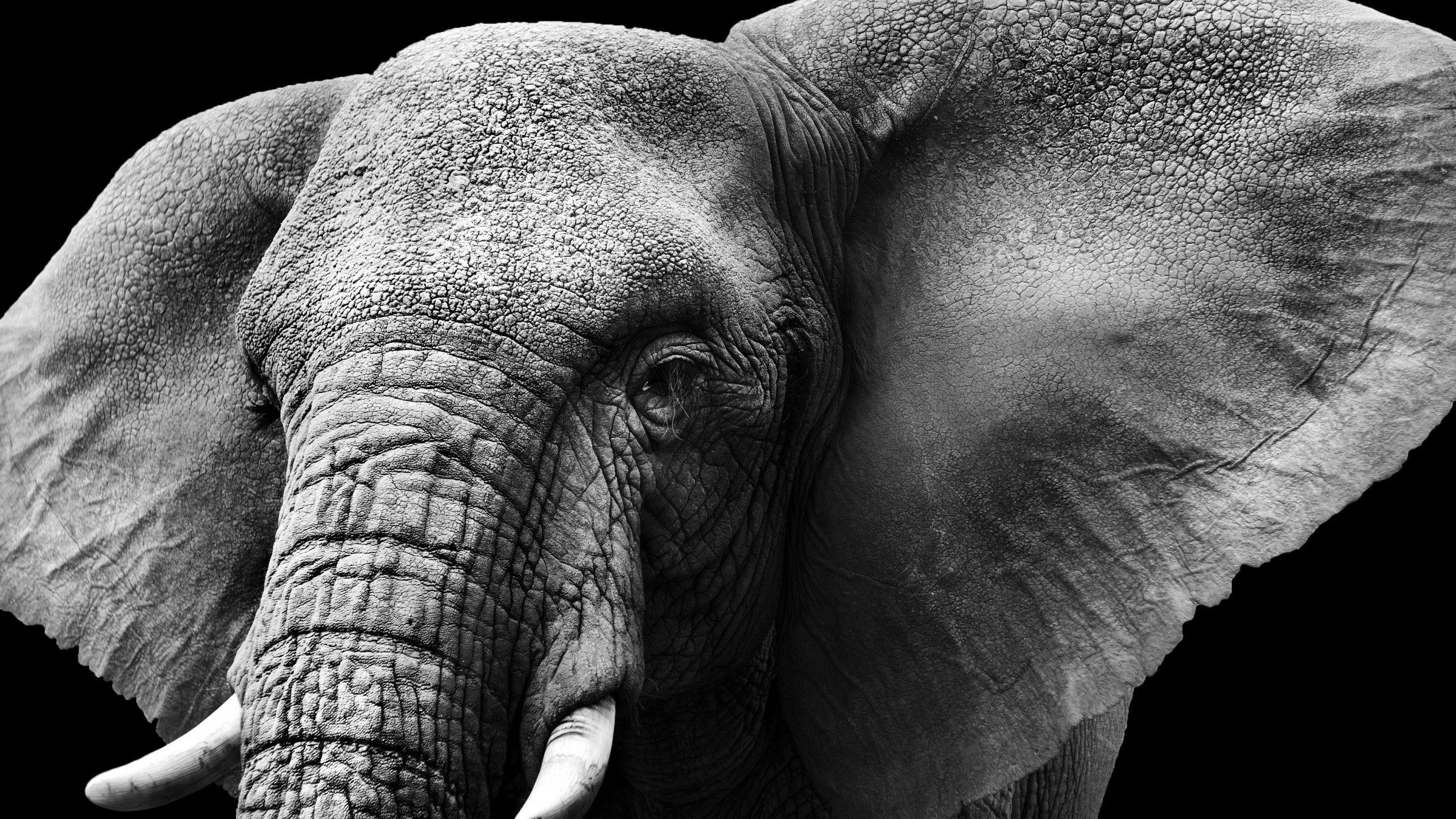 Wallpaper Elephant, Dark background, HD, Animals