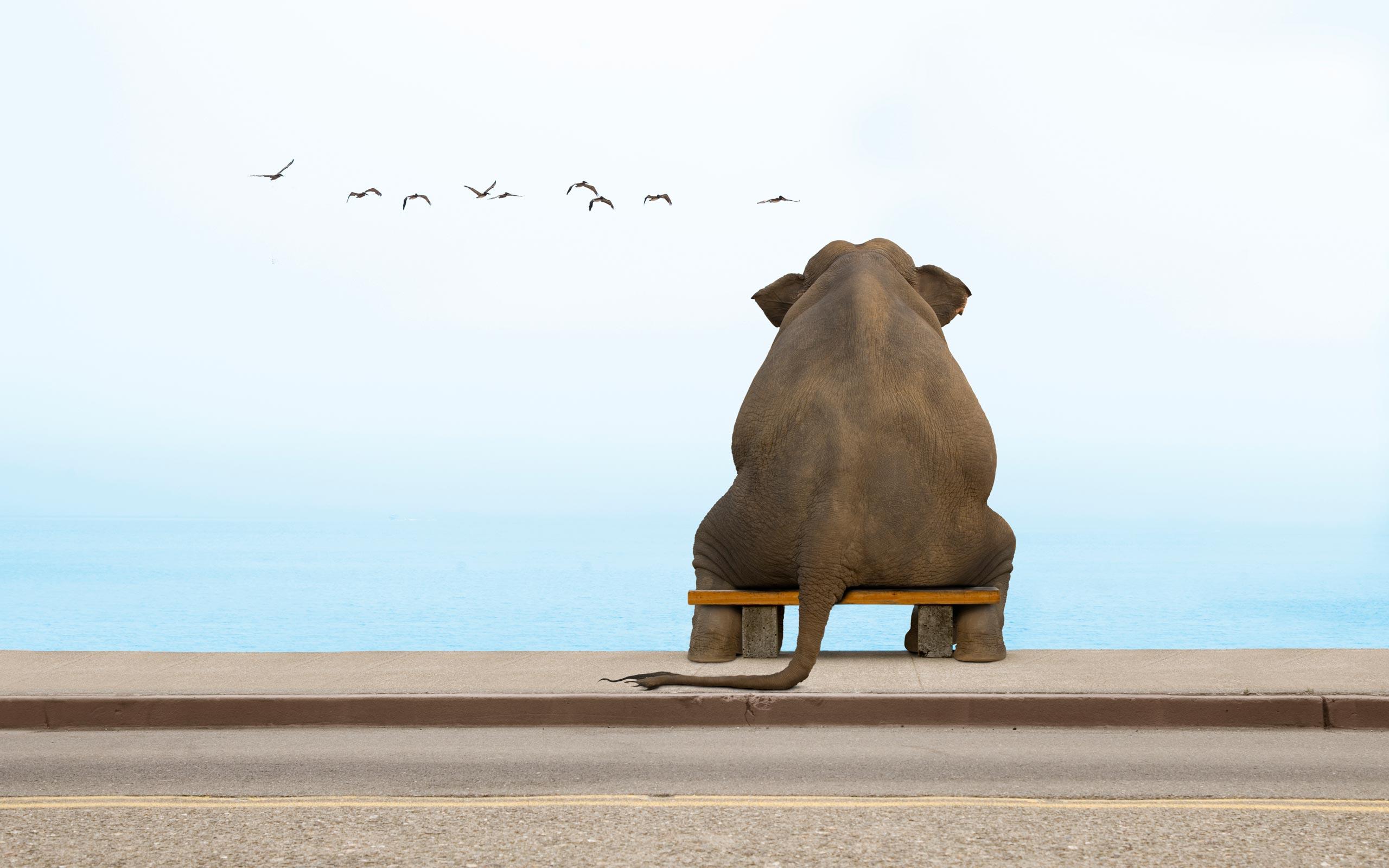 Wallpaper.wiki Elephant Funny Sitting On Bench Wallpaper PIC