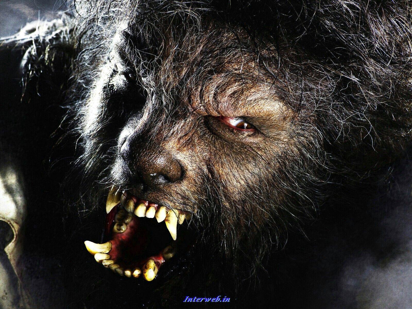 Horror Wolf HD Wallpaper
