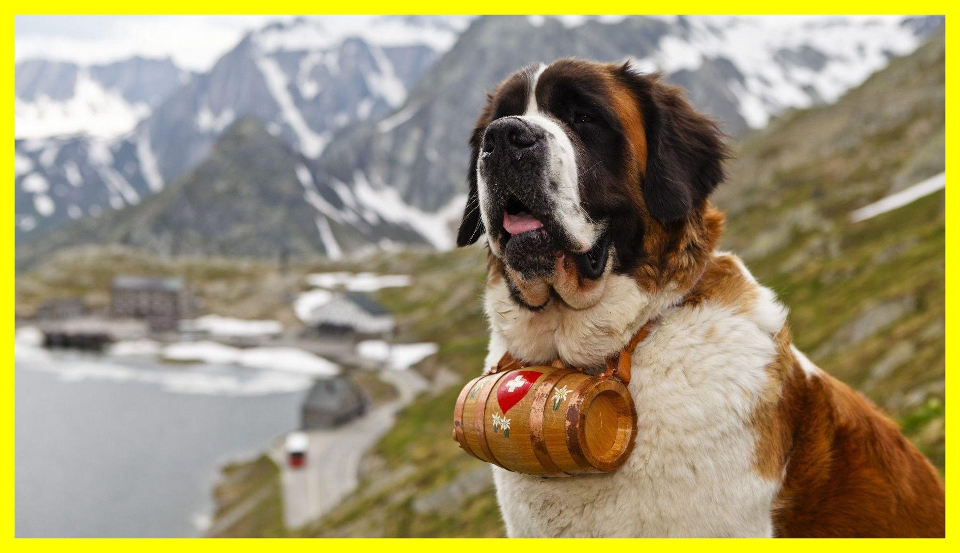 Incredible Bernard Tag Dog Puppy Puppies Cute Baby Of Saint