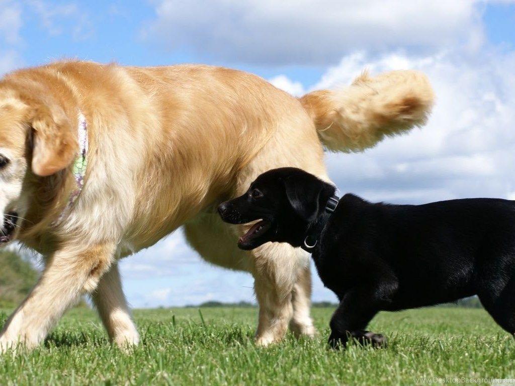 Golden And Labrador Retriever HD Desktop Wallpaper
