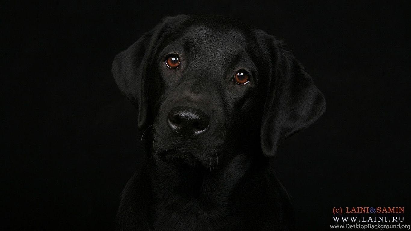 Labrador Retriever Desktop Wallpaper (1366x768 Pixel) Popular HD