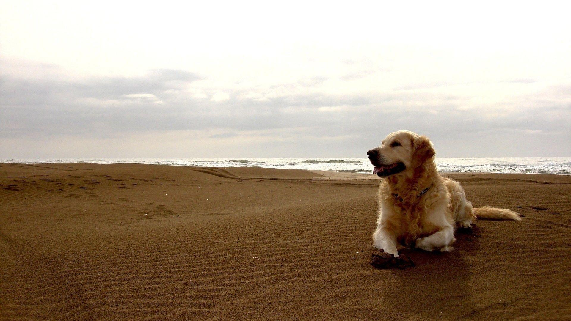 Download Wallpaper 1920x1080 dog, labrador, beach, sand Full HD