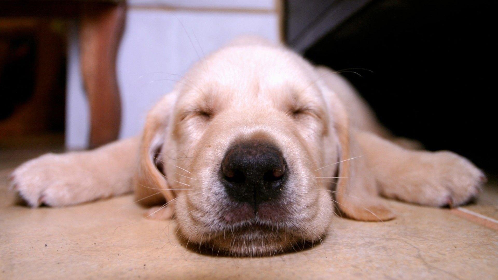 Sleeping, Labrador, Retriever, Widescreen, High, Definition