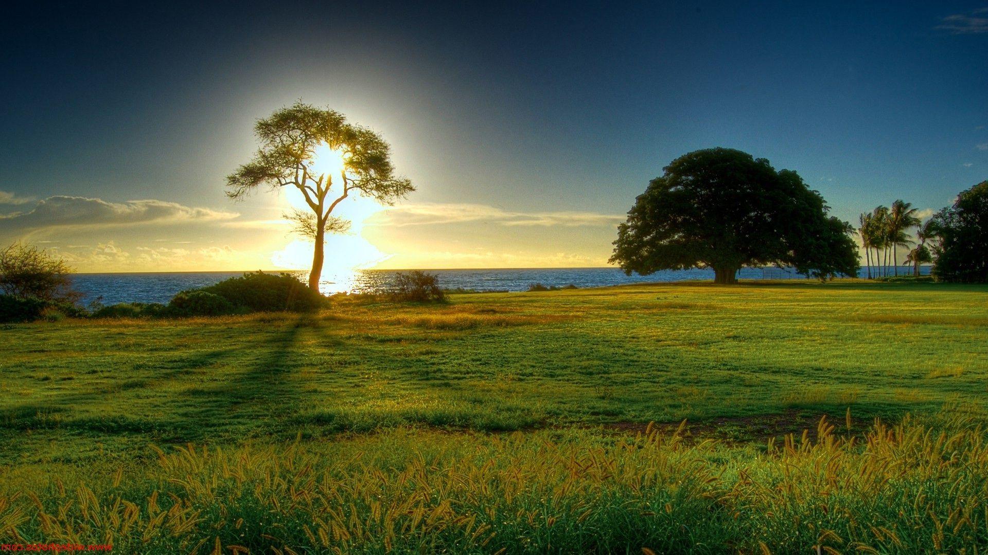 background wallpaper new new background nature wallpaper