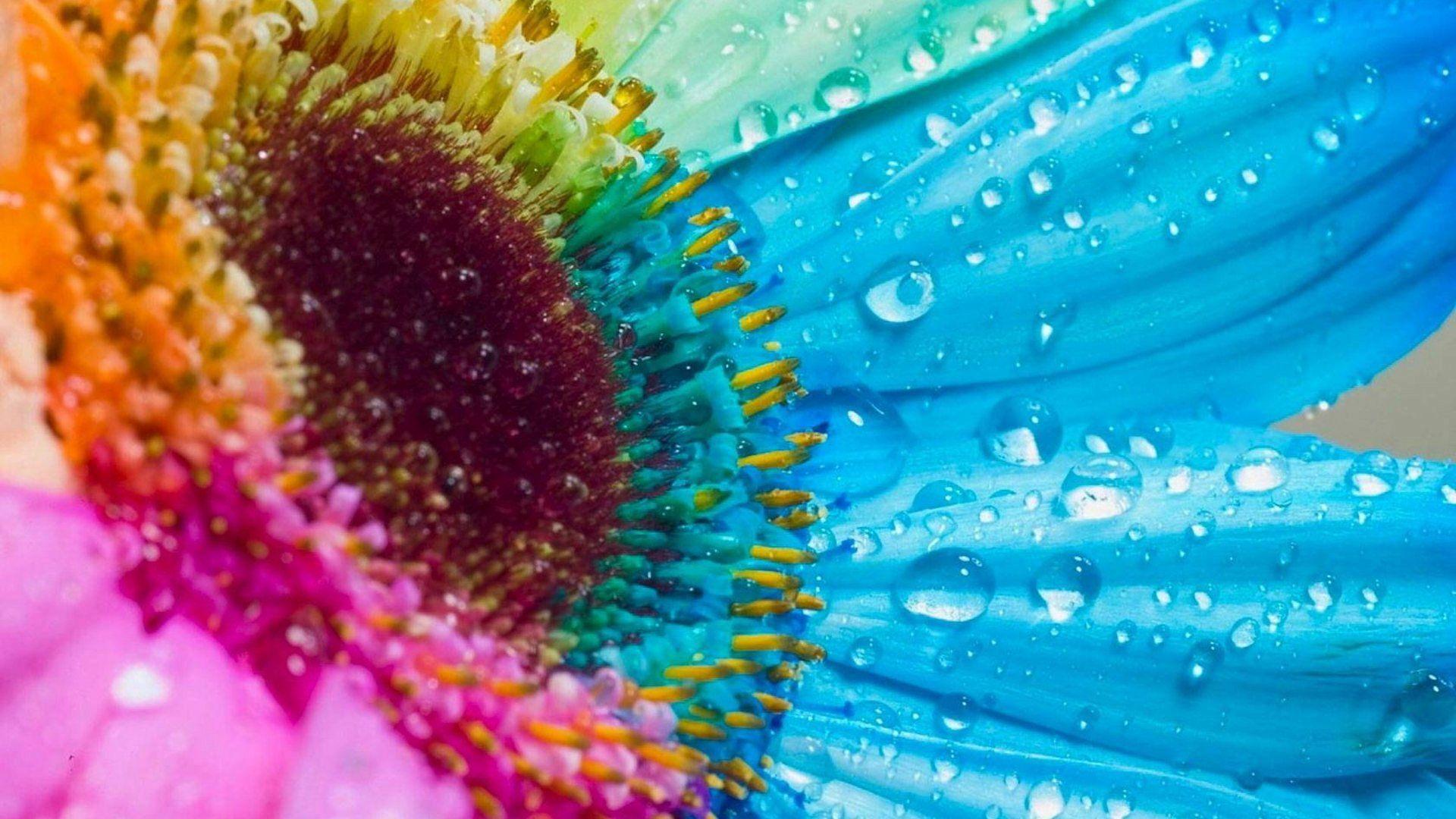 Wonderful Colorful Flowers HD Background Wallpaper