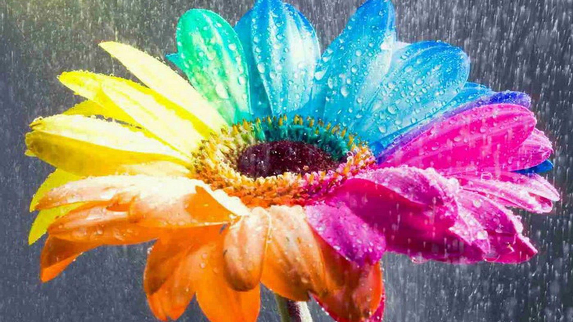 Amazing Nice Colorful Rainbow Flower HD Wallpaper. Rainbow flowers, Flower wallpaper, Colorful flowers