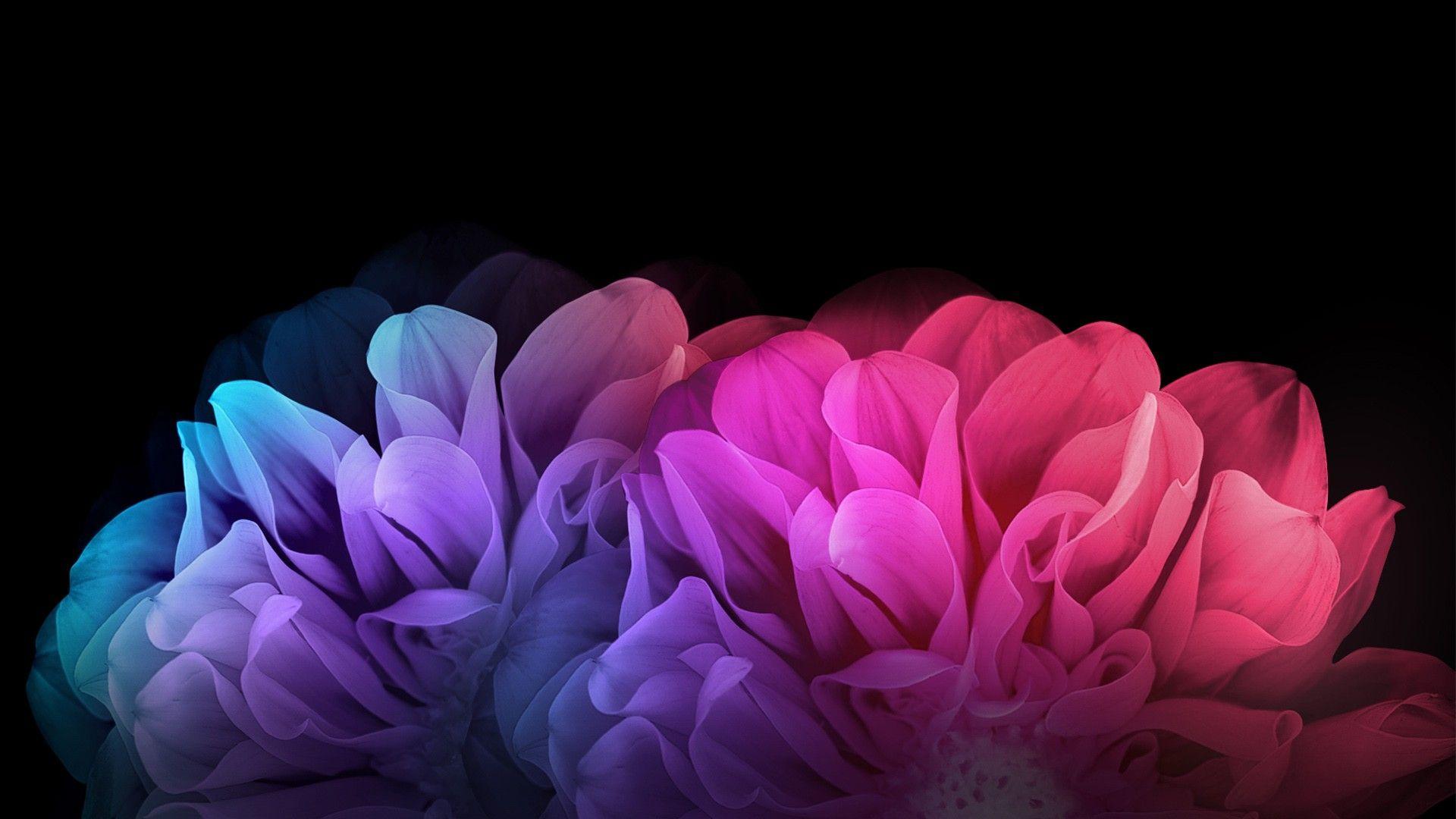Colorful Flowers Dark Background. HD Wallpaper Download