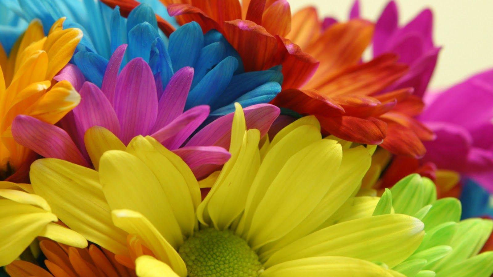 for changing: flowers, flower wallpaper, flower, colorful flowers