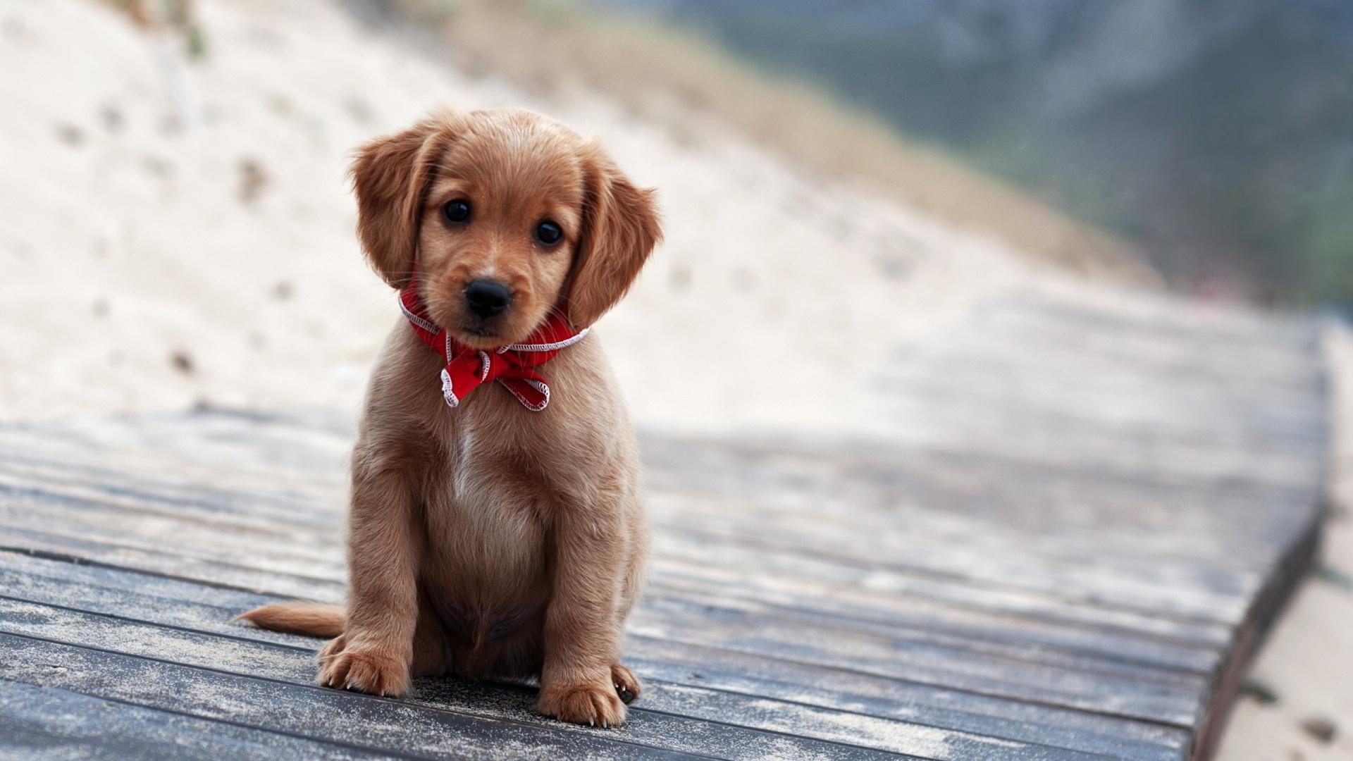 puppy image HD