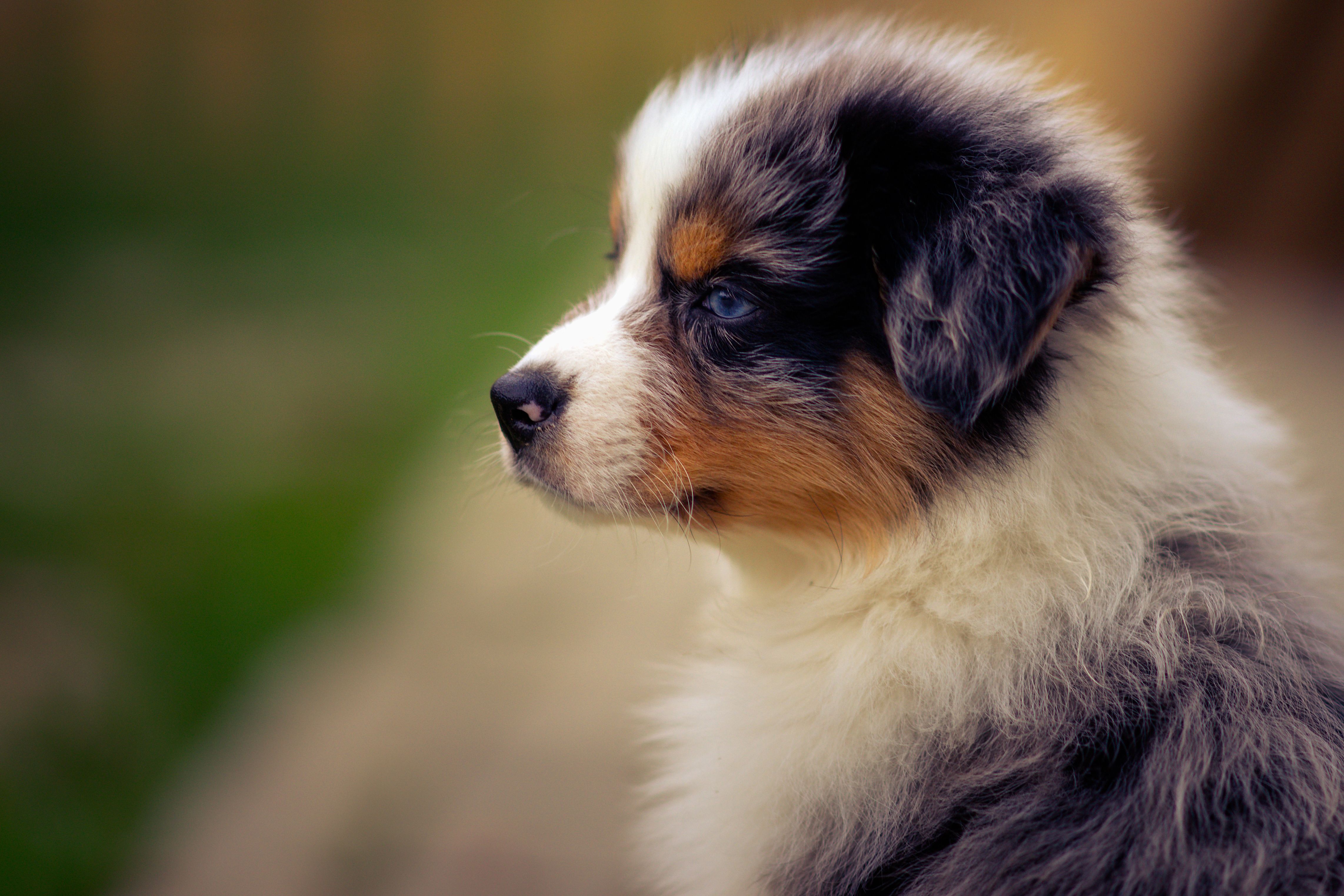 Australian Shepherd Puppy 4k Ultra HD Wallpaper