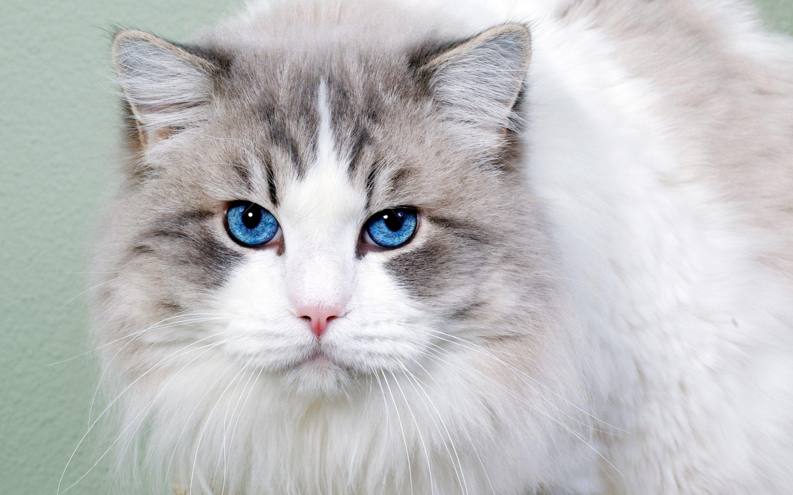 hd cat wallpaper, eyes, high definition, white, free blue, mac, cat