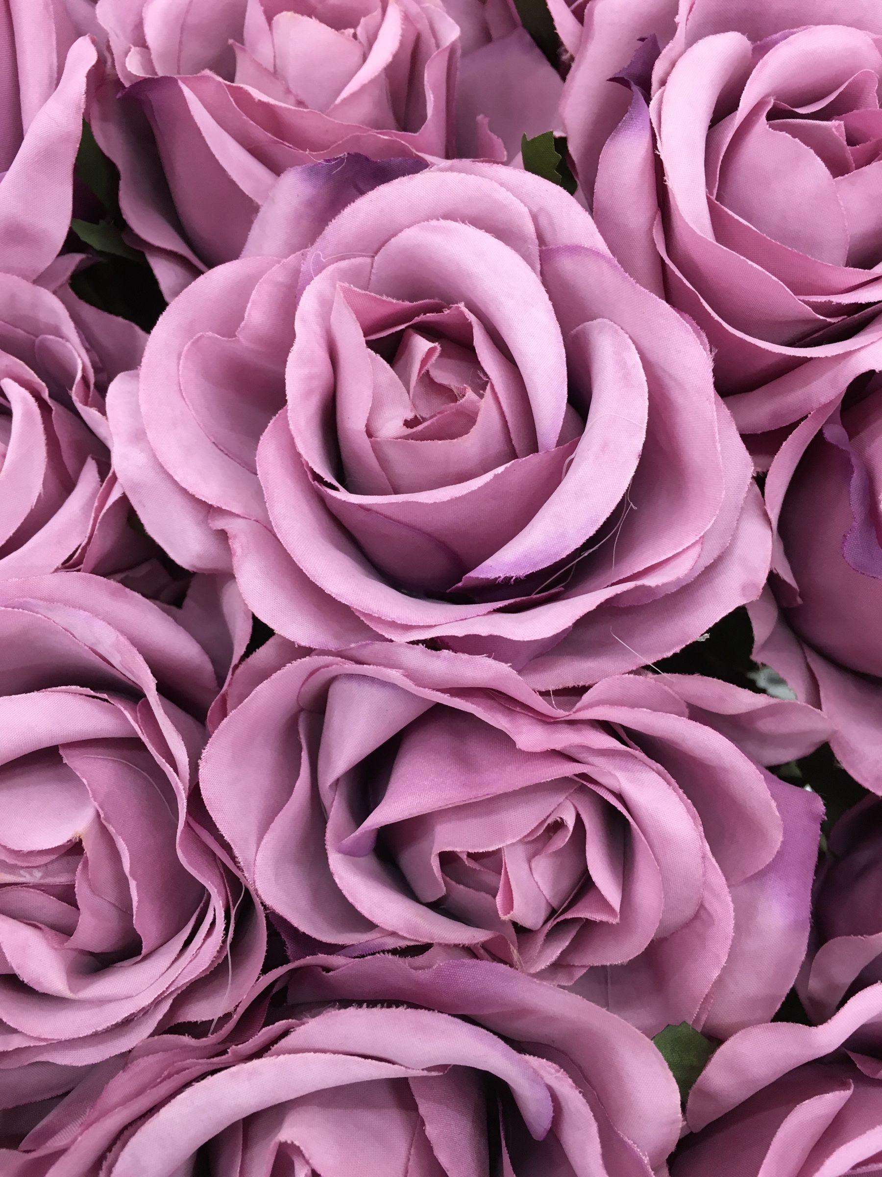 The color purple rose flowers 52757