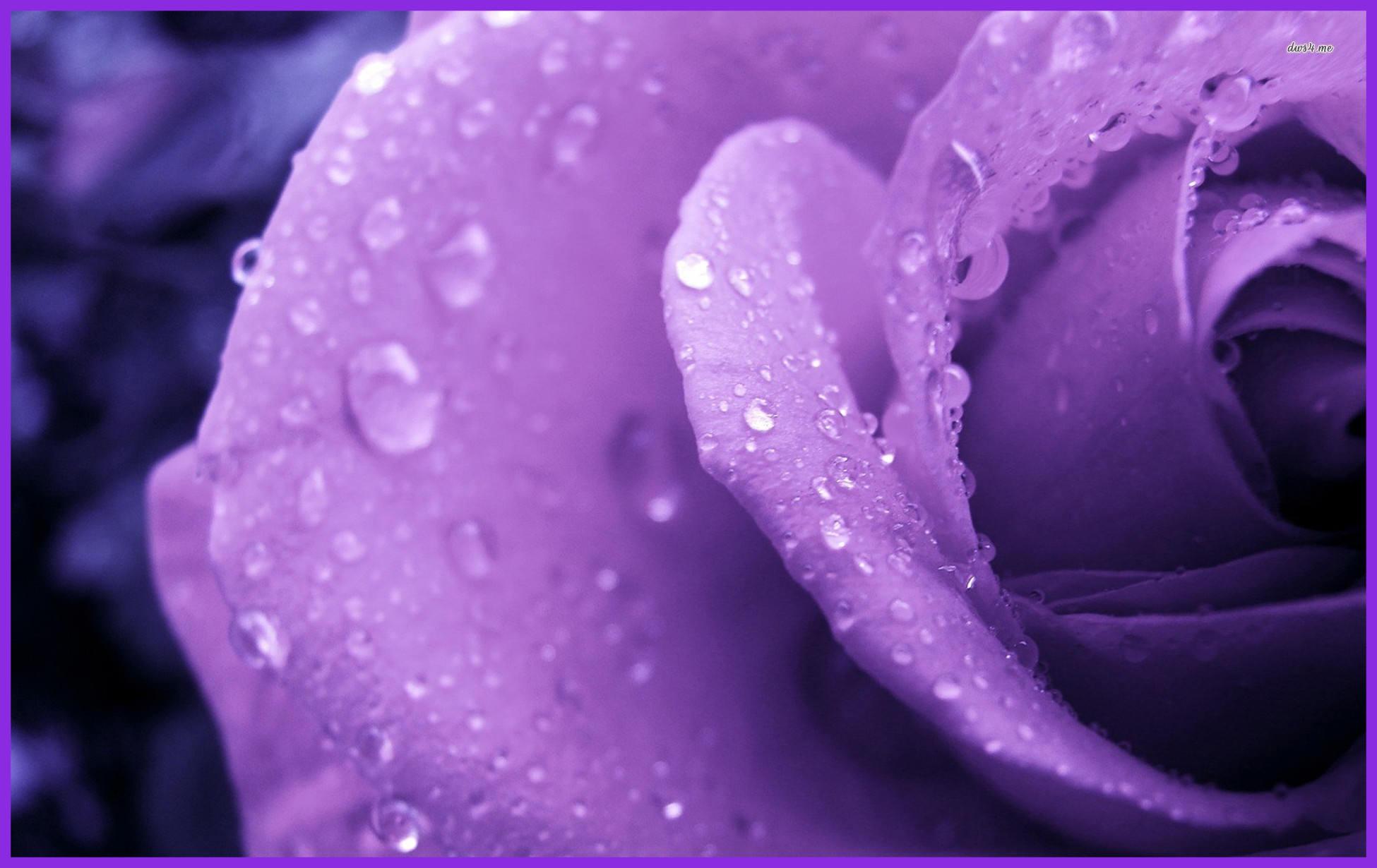 The Best Purple Flower HD Pics Of Rose Wallpaper Trend And Popular