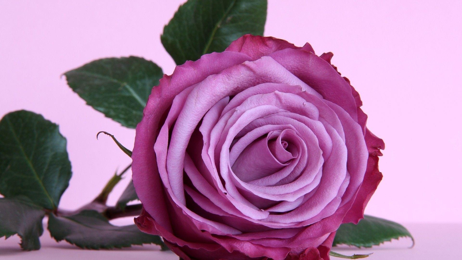 Flowers: Purple Flower Beautiful Flowers Gorgeous Rose Nature Table