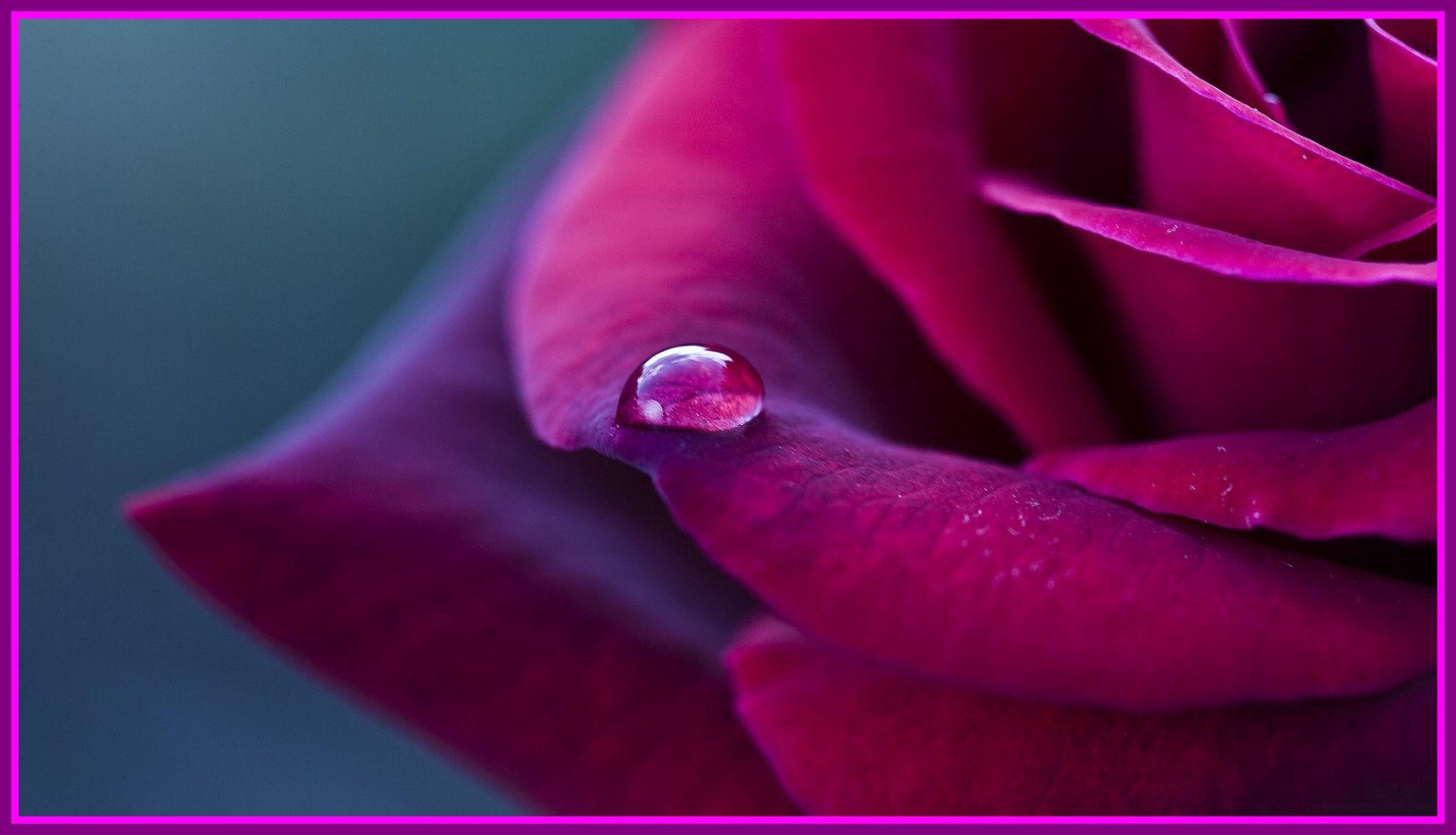 Stunning Purple Rose And Drop Of Rain For Flower Wallpaper Maroon
