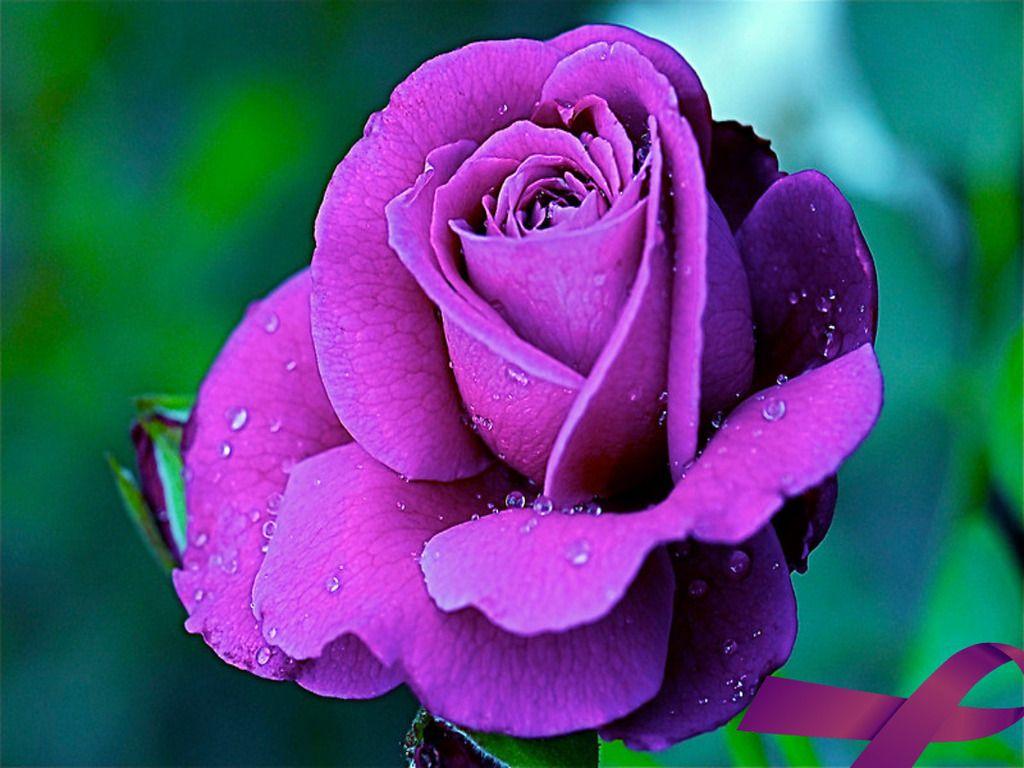Purple Rose Flowers HD Wallpaper, Image, PIctures