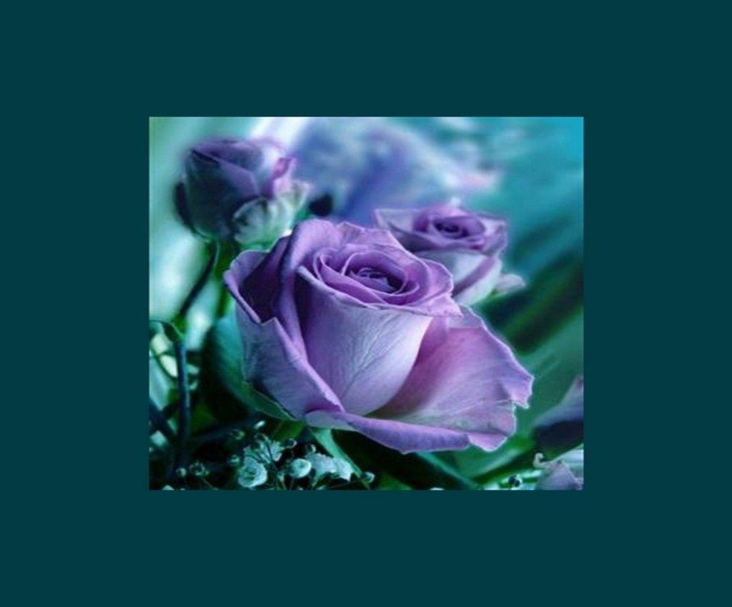 Flowers: Frame Window Purple Rose Flower Beauty Spring Desktop