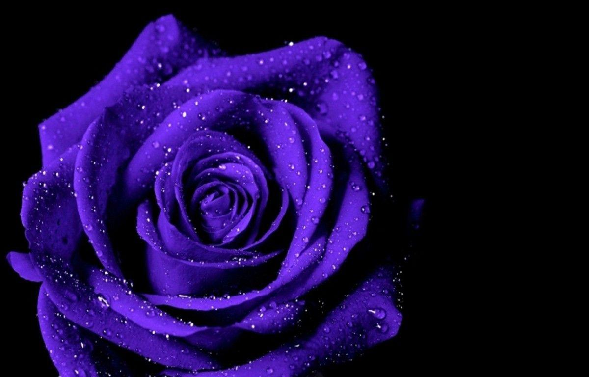 Purple Rose Flower Wallpapers - Wallpaper Cave