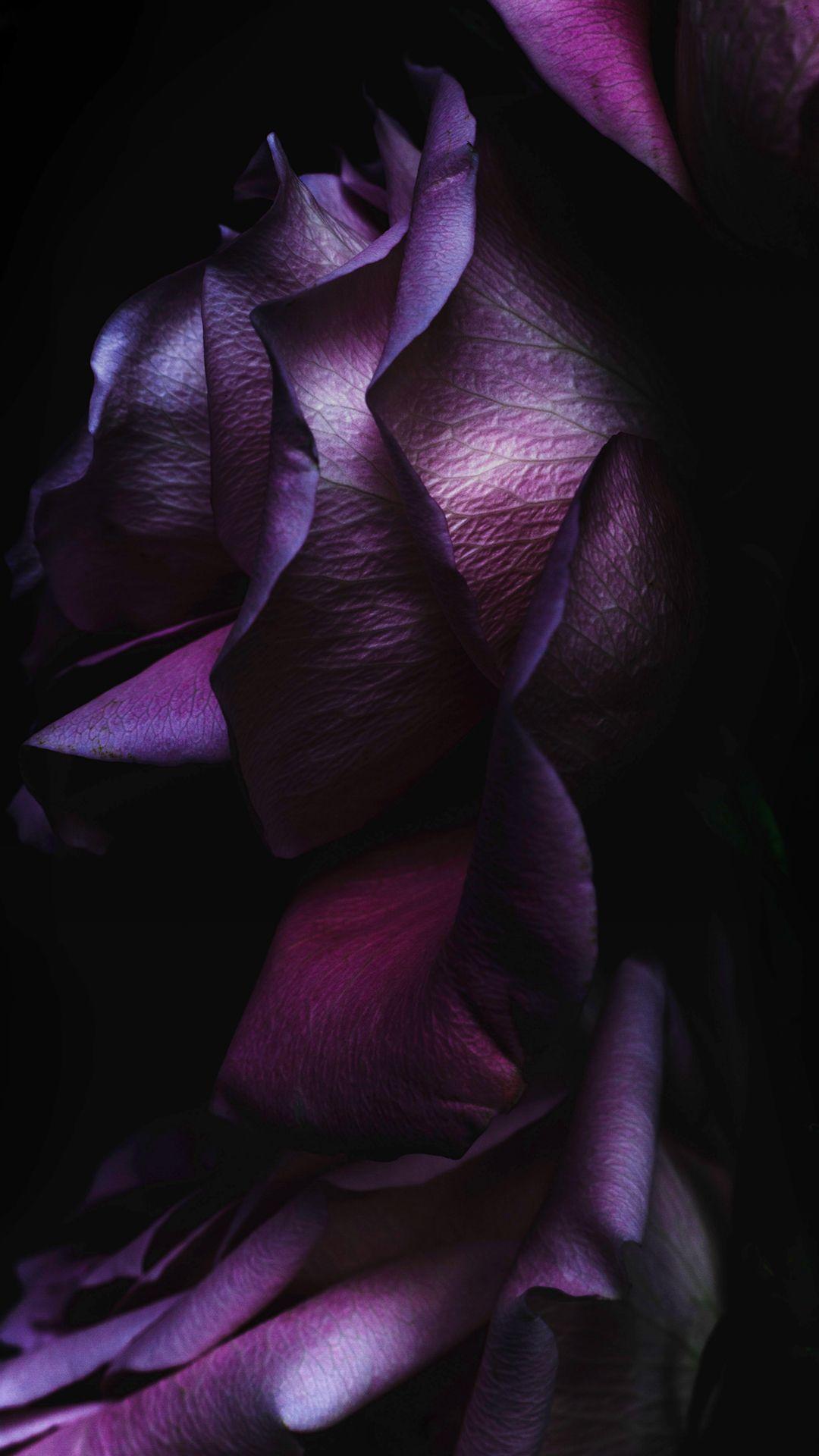 iOS9 Purple Rose Flower Art Wallpaper #iPhone #wallpaper. iPhone