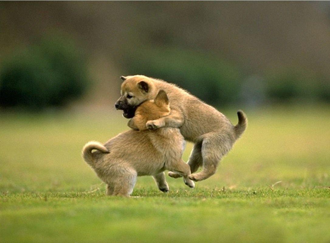 units of Animals Wallpaper