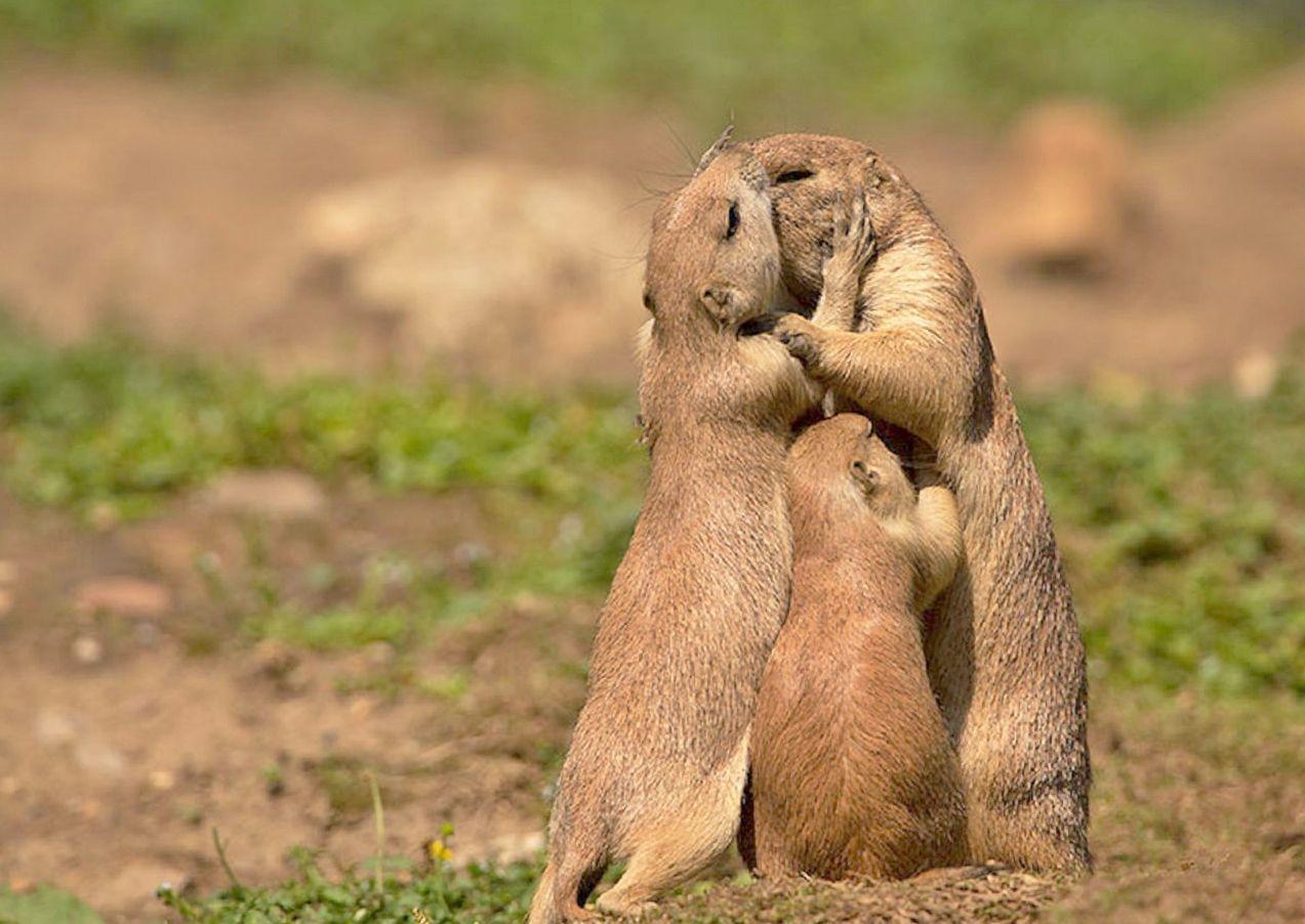 Animal Wallpaper, Free Wallpaper, Free Animal Image, Wild Animals