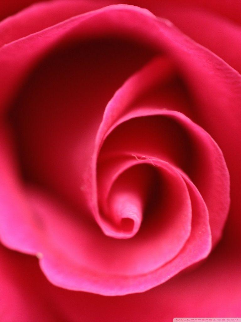 Rose HD Wallpaper For Mobile. (51++ Wallpaper)