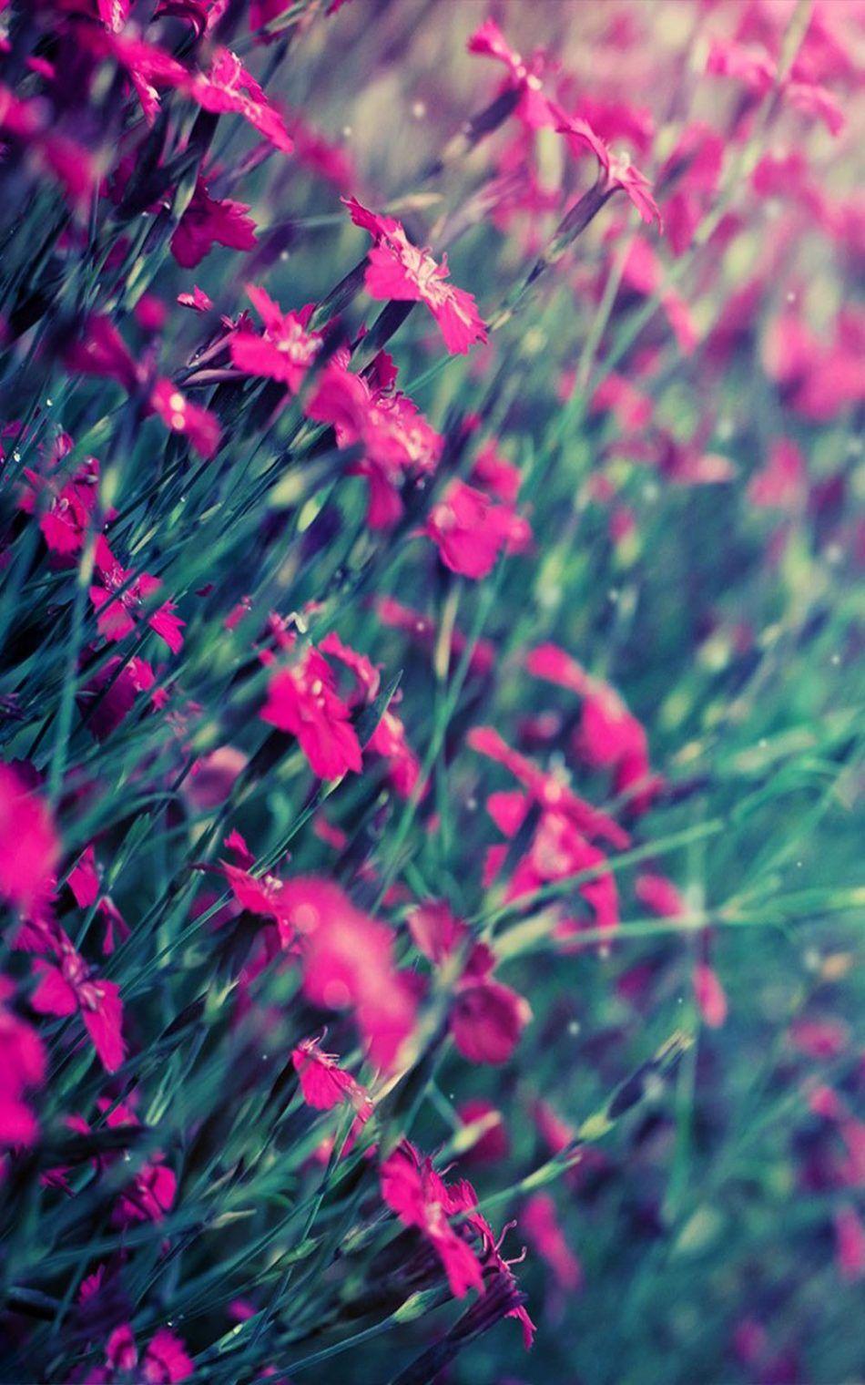 Download Beautiful Pink Flowers Free Pure 4K Ultra HD Mobile Wallpaper
