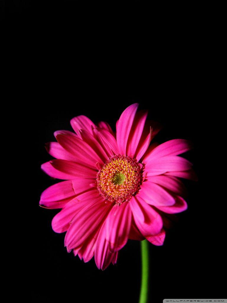 Hot Pink Gerber Daisy ❤ 4K HD Desktop Wallpaper for 4K Ultra HD TV