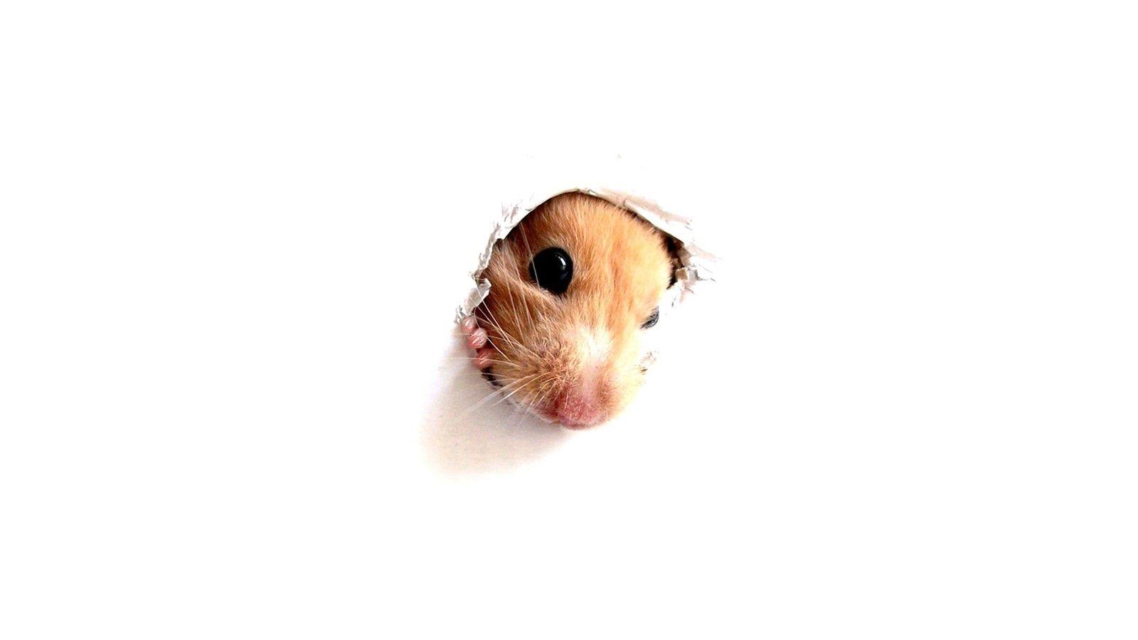 White Background Wallpaper