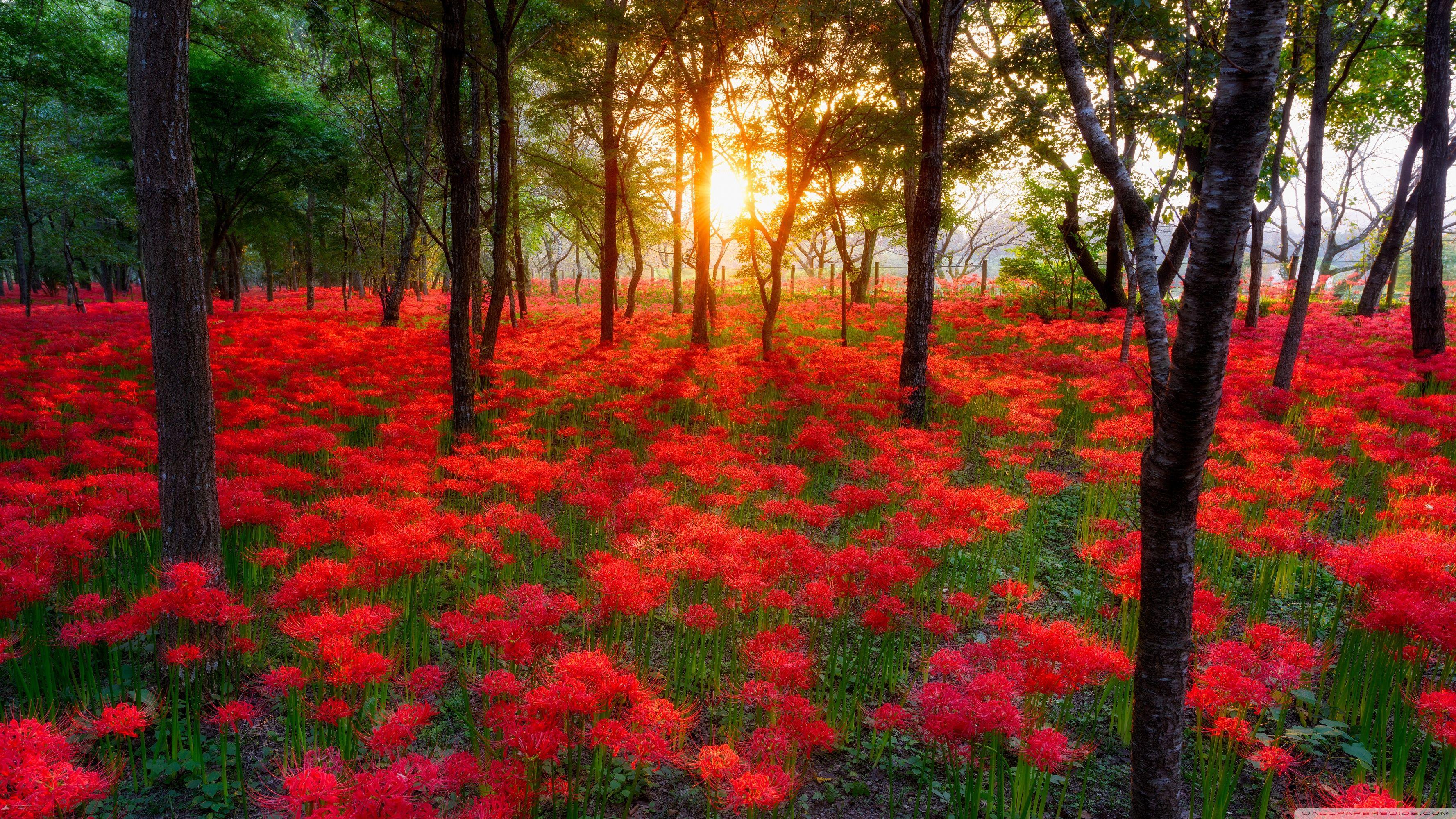 Most Beautiful Sunsets In The World ❤ 4K HD Desktop Wallpaper