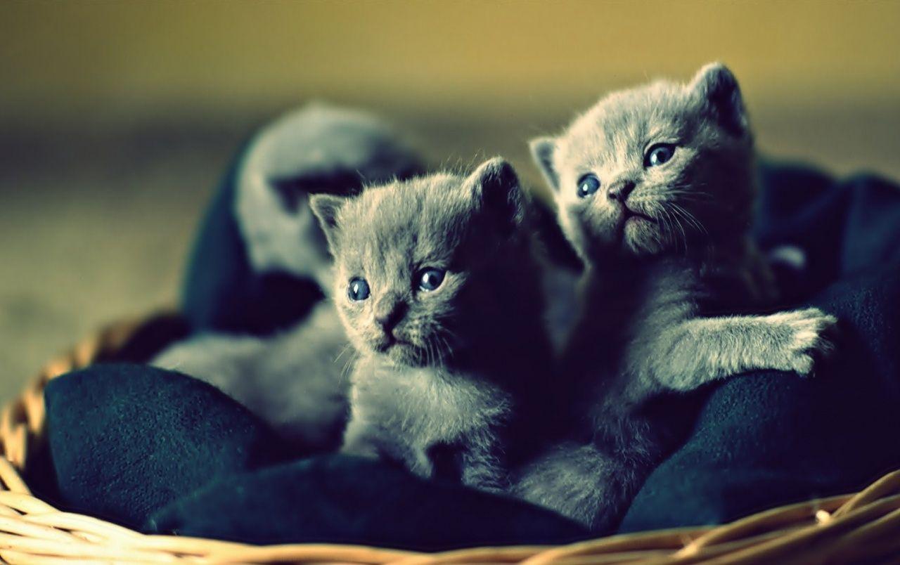 Lovable Blue Russian Kittens wallpaper. Lovable Blue Russian