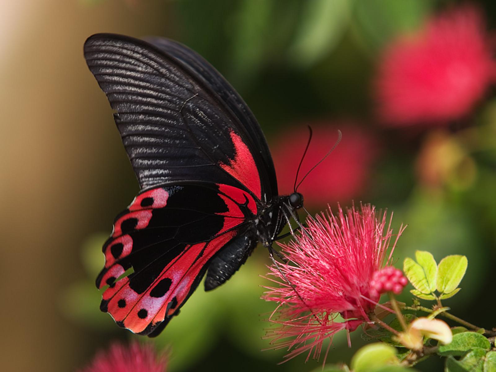 Colourful Butterflies HD Wallpaper