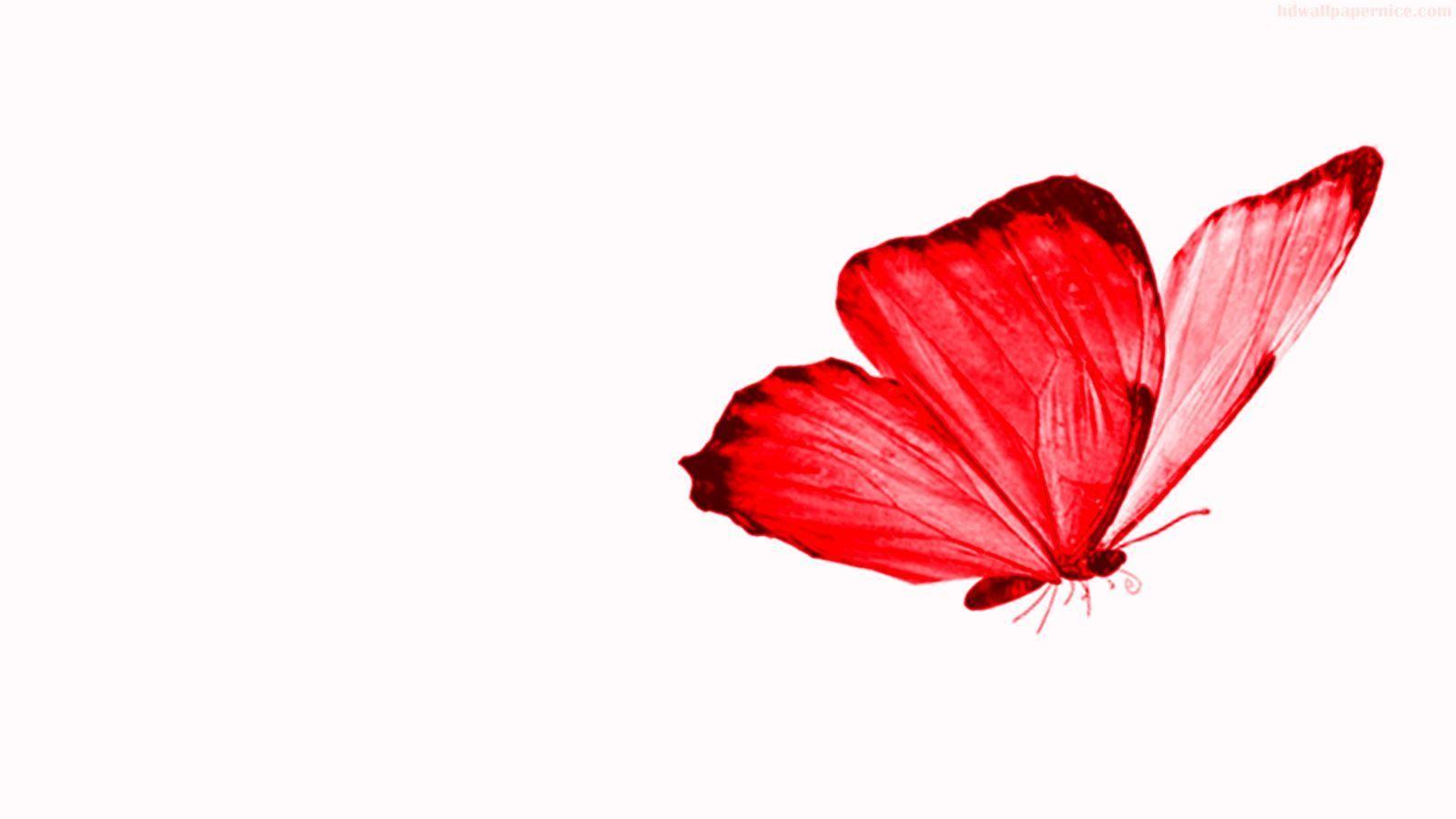 Cute Red Butterfly Wallpapers  Top Free Cute Red Butterfly Backgrounds   WallpaperAccess