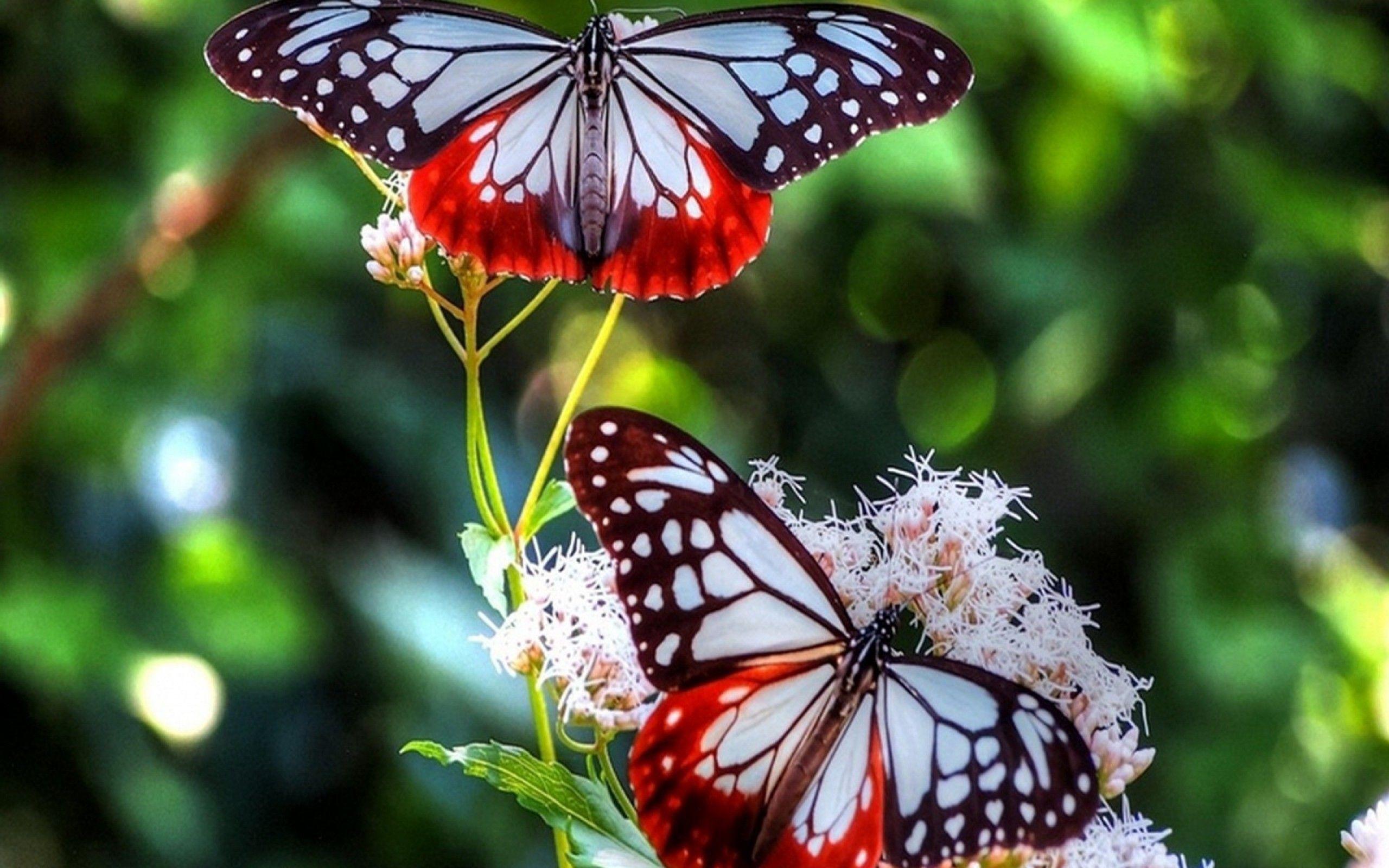 Beautiful Butterfly Wallpaper. HD Wallpaper Top