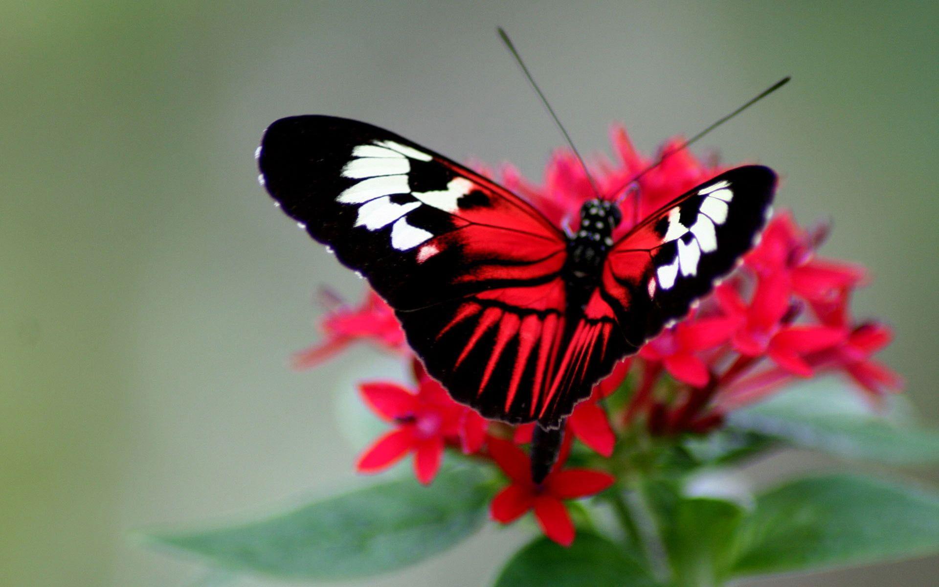White, black, and red Butterfly on red petaled flower screenshot HD
