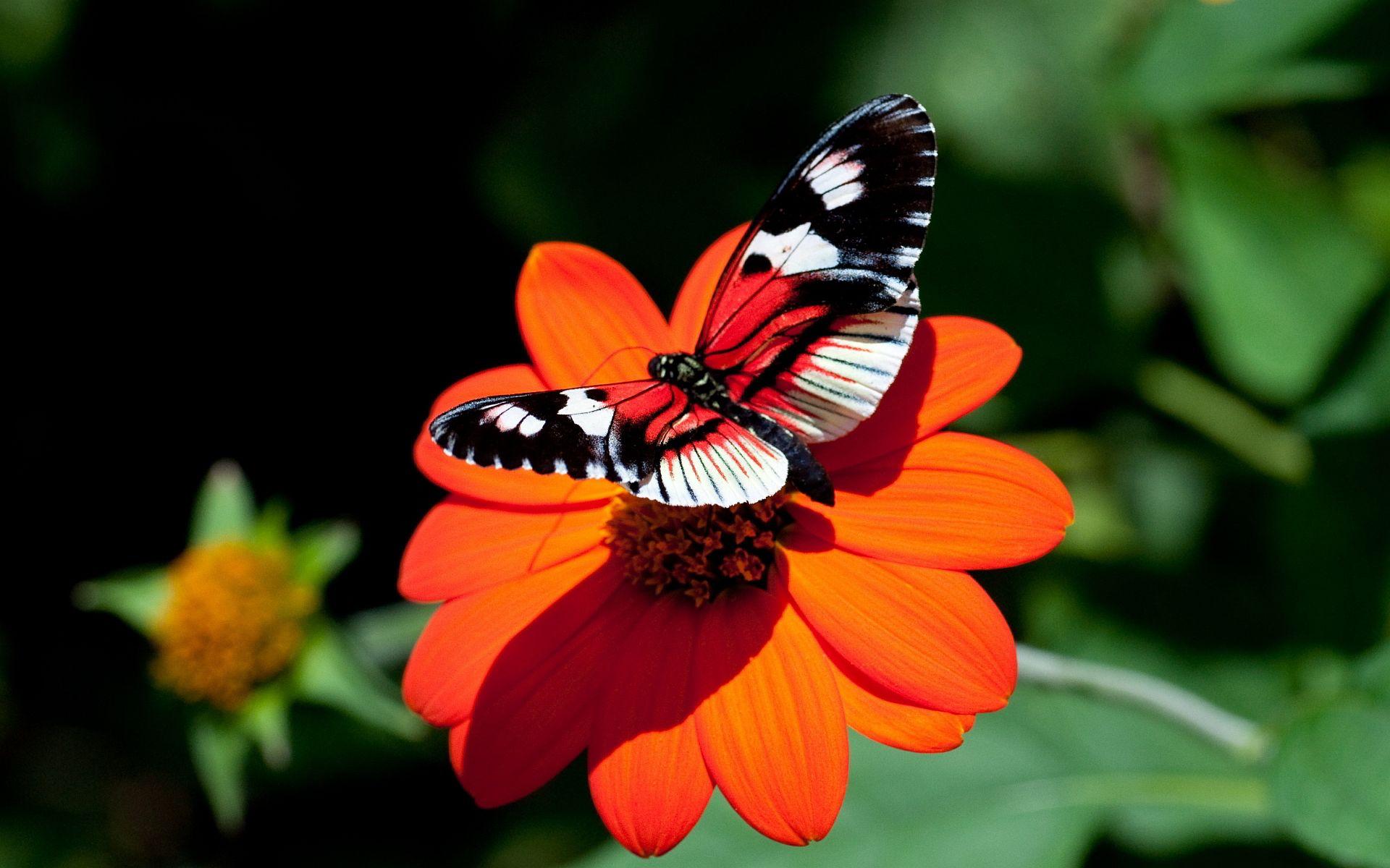 Butterfly Red Flower HD Desktop Wallpaper, Instagram photo