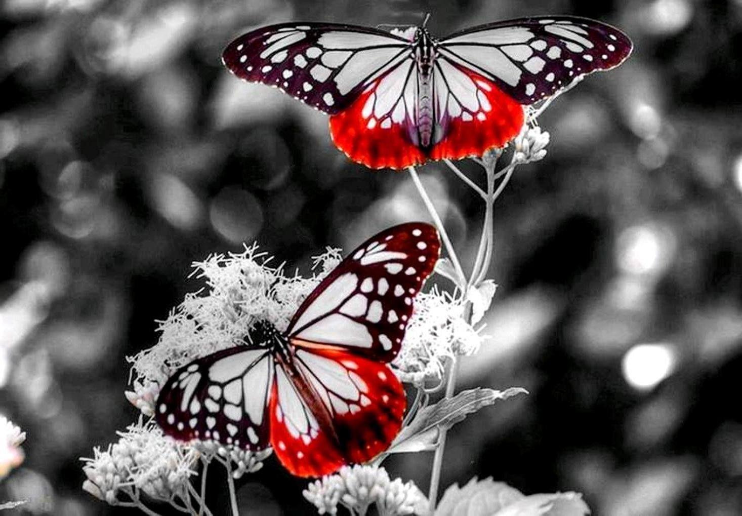 Butterflies Black Day Born White New Red Butterfly Image For Free