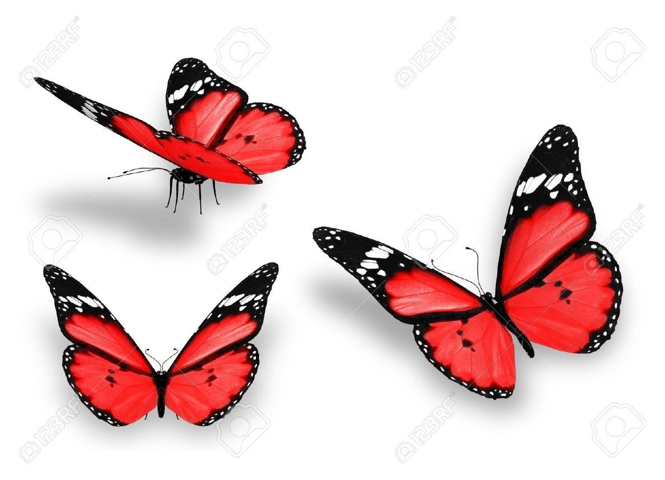 Download Free Beautiful Butterfly Image with Flowers HD